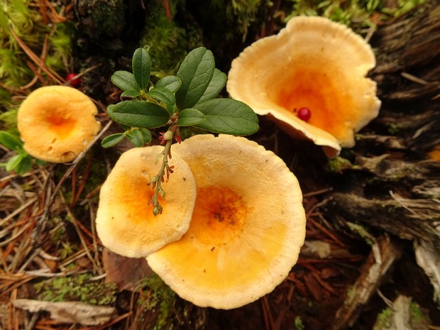 Гигрофоропсис оранжевый - Hygrophoropsis aurantiaca