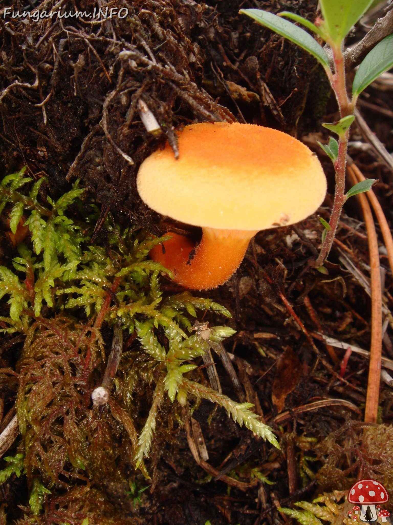 fungi-0003425 