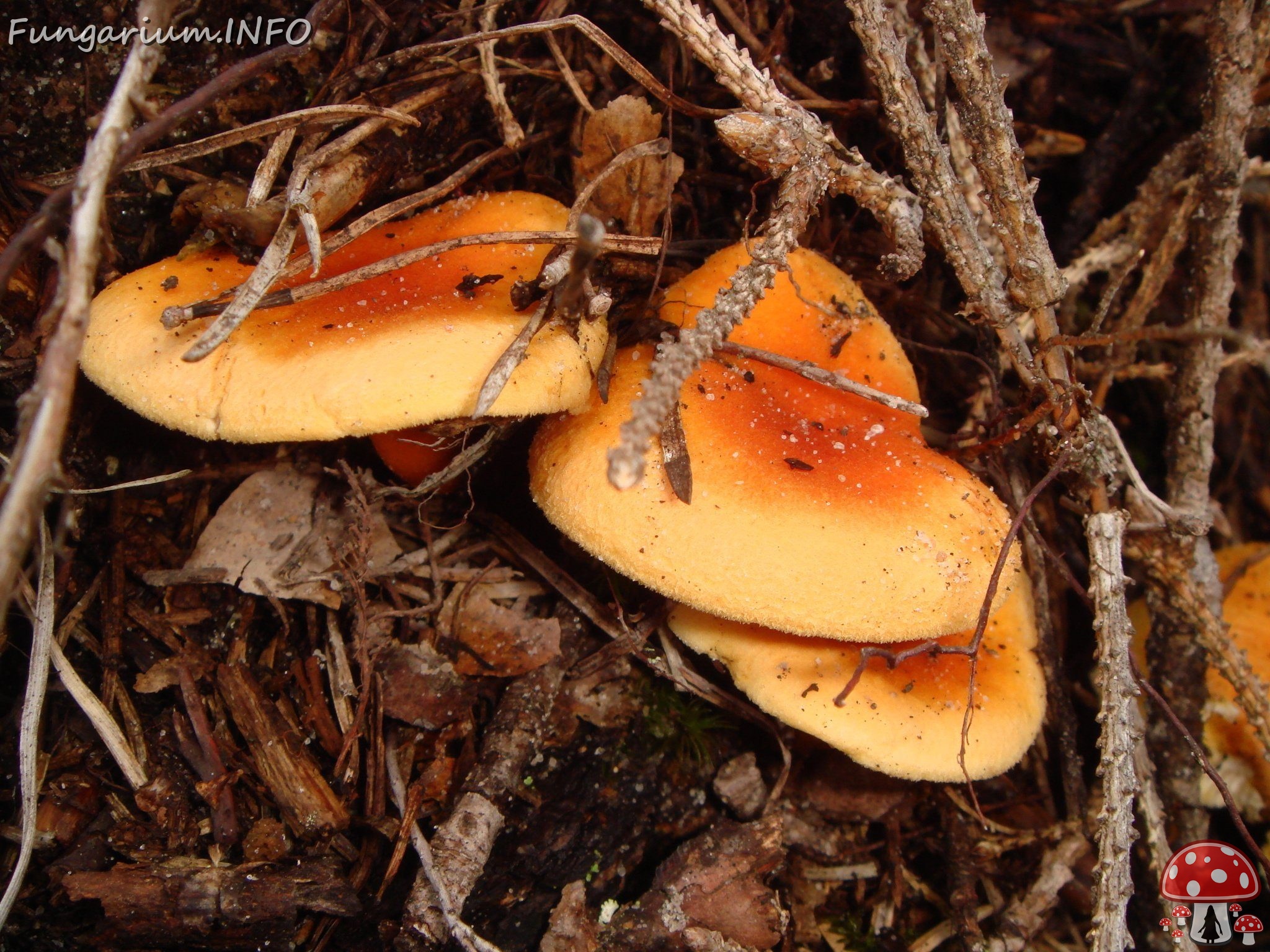 fungi-0003503 