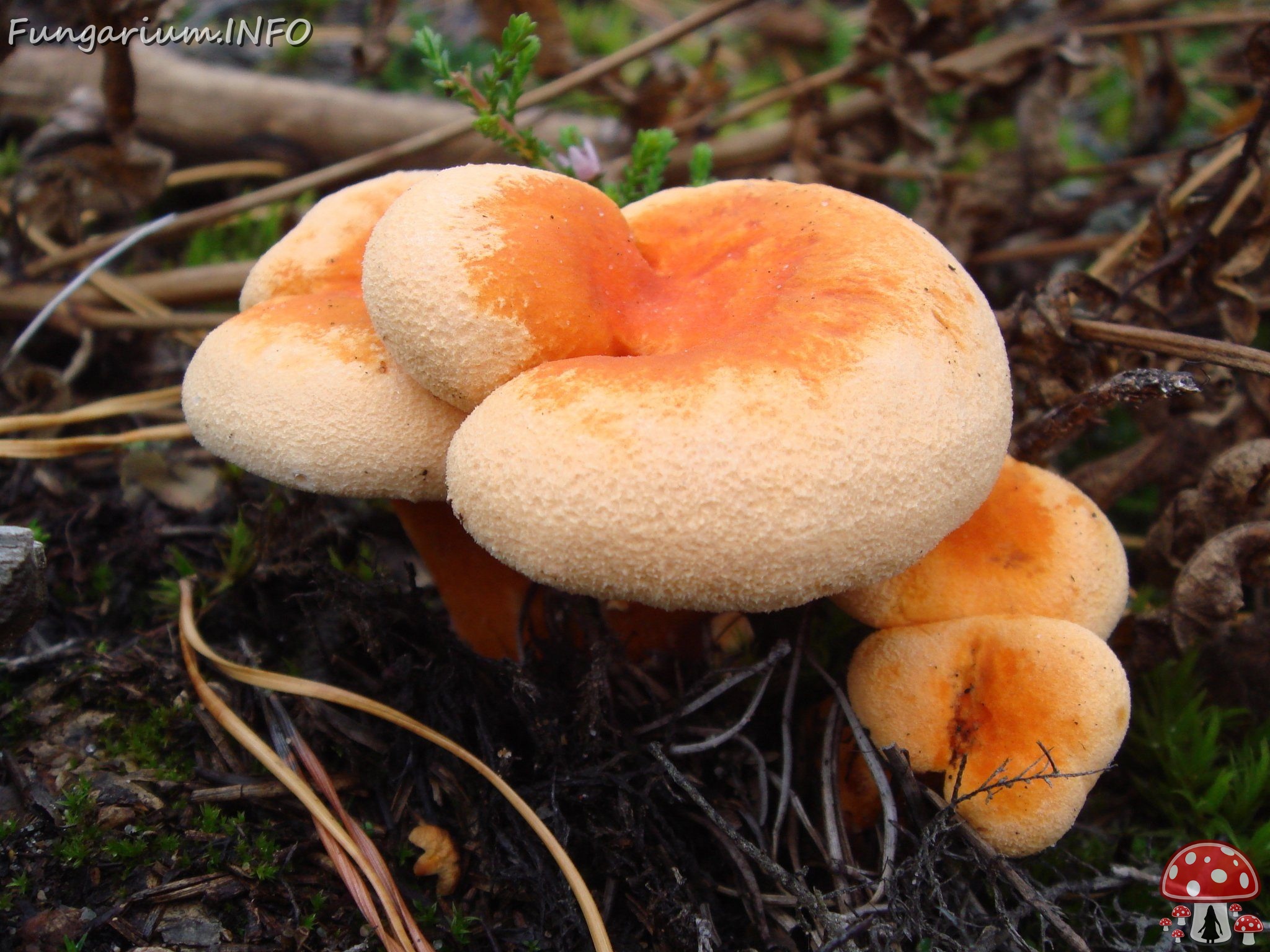 fungi-0003505 