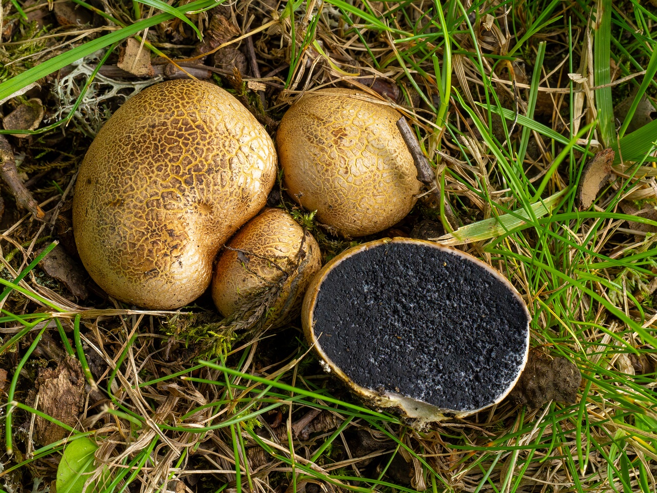 scleroderma-citrinum_1-10