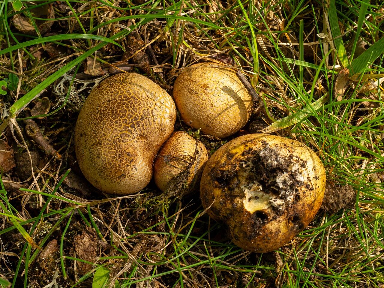 scleroderma-citrinum_1-9