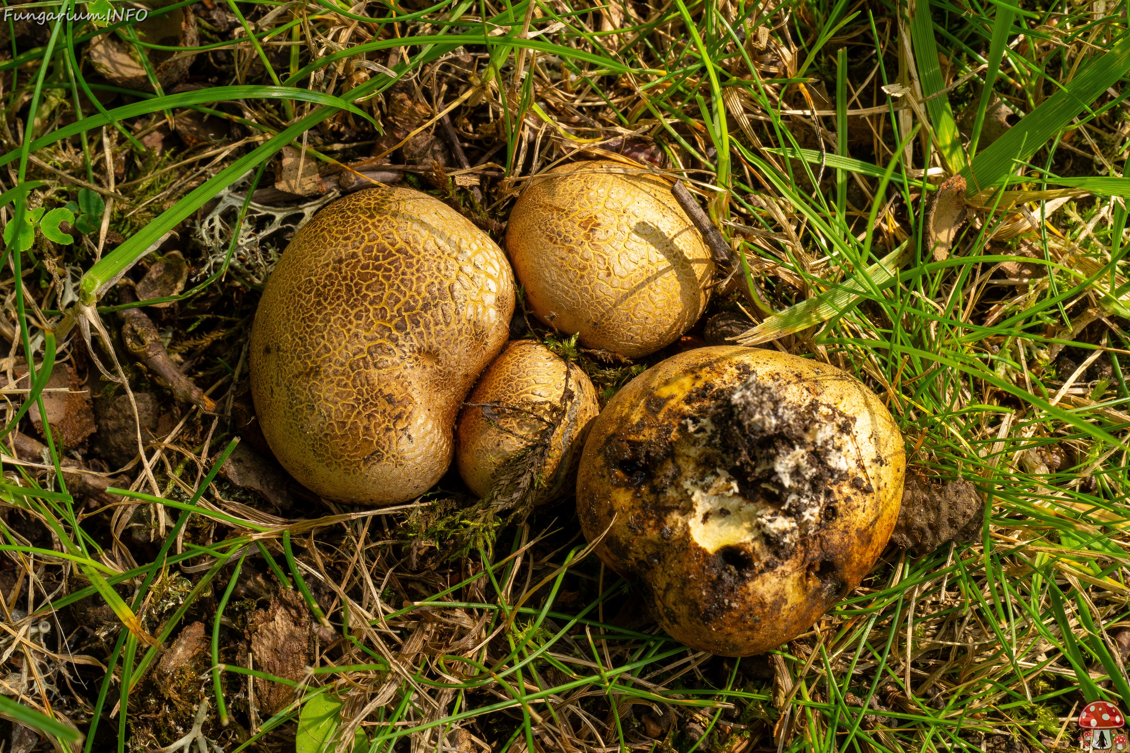 scleroderma-bovista_1-8 