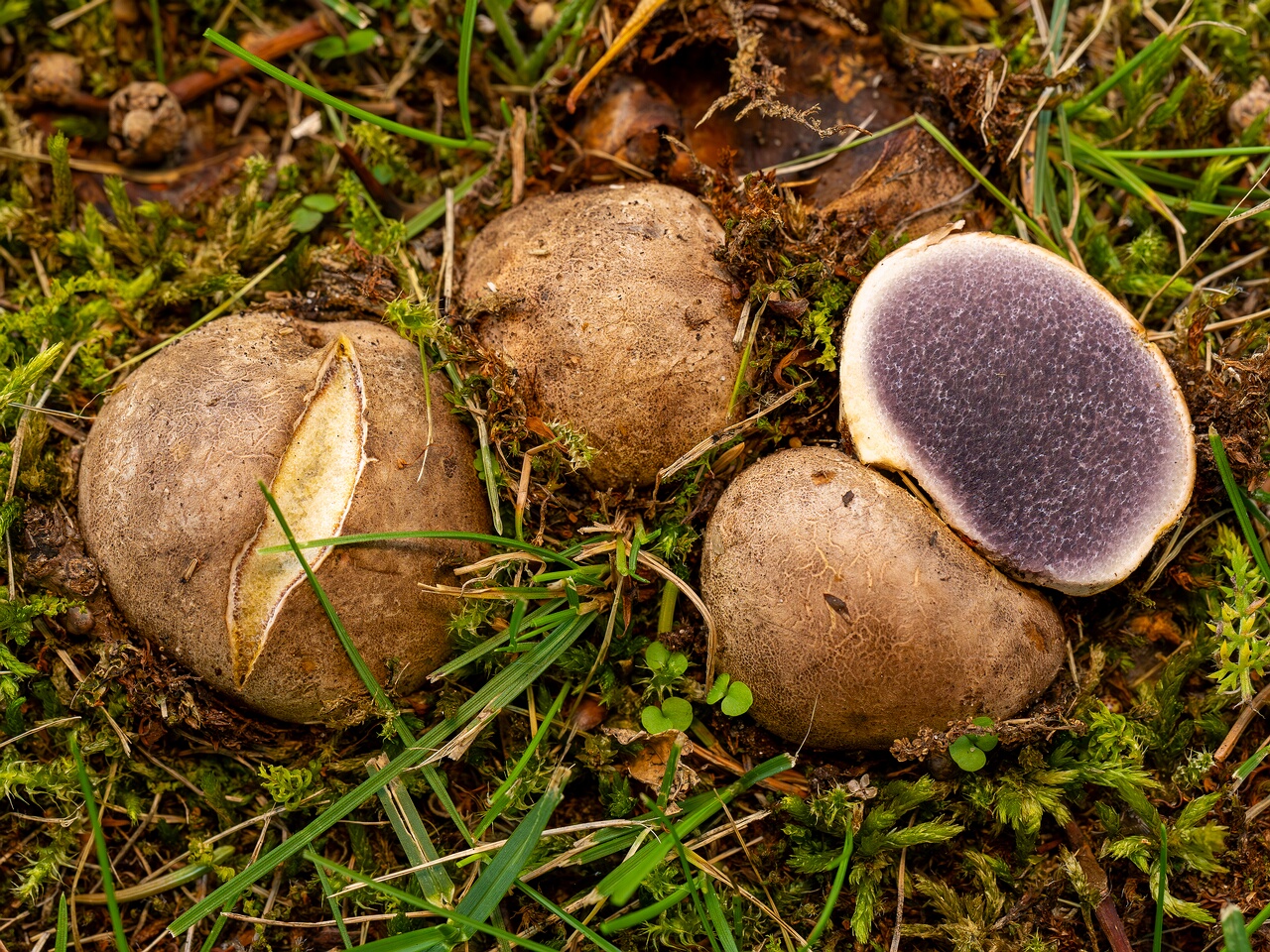 !Scleroderma bovista _2026-08-01_1-3