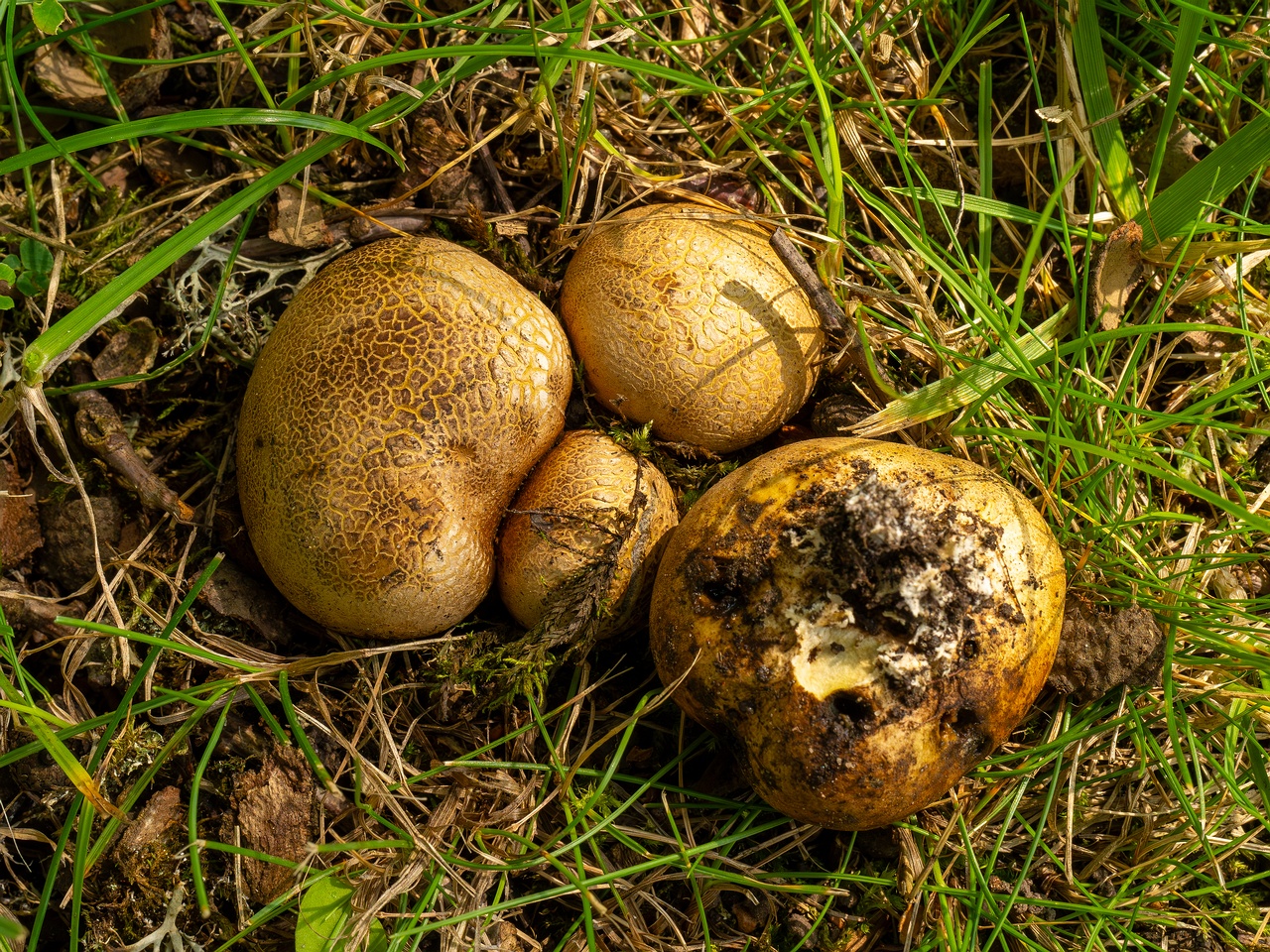 scleroderma-bovista_1-8