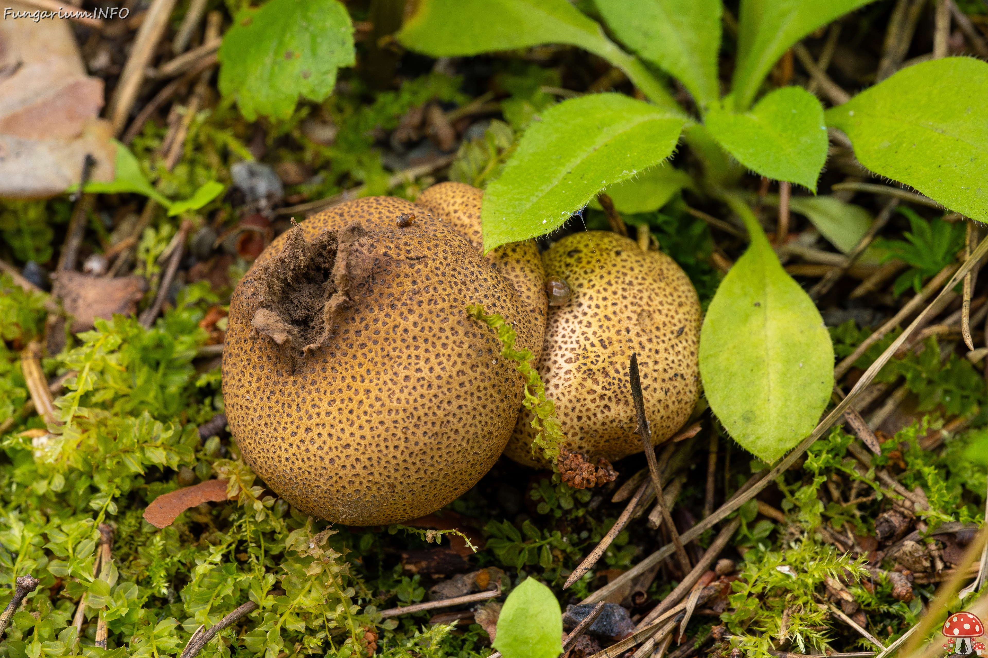 Scleroderma areolatum _2025-08-03_1-1 