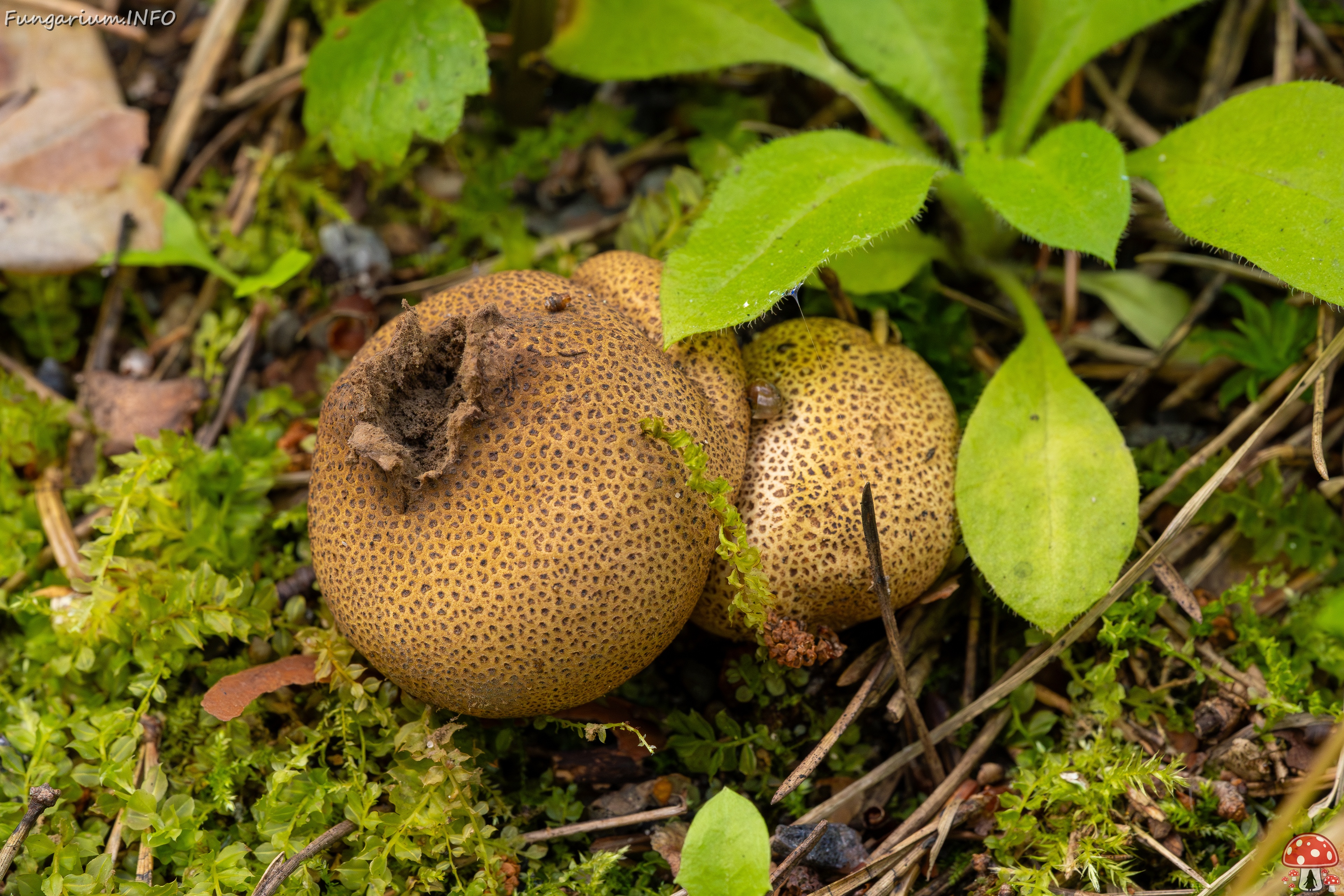 Scleroderma areolatum _2025-08-03_1-2 