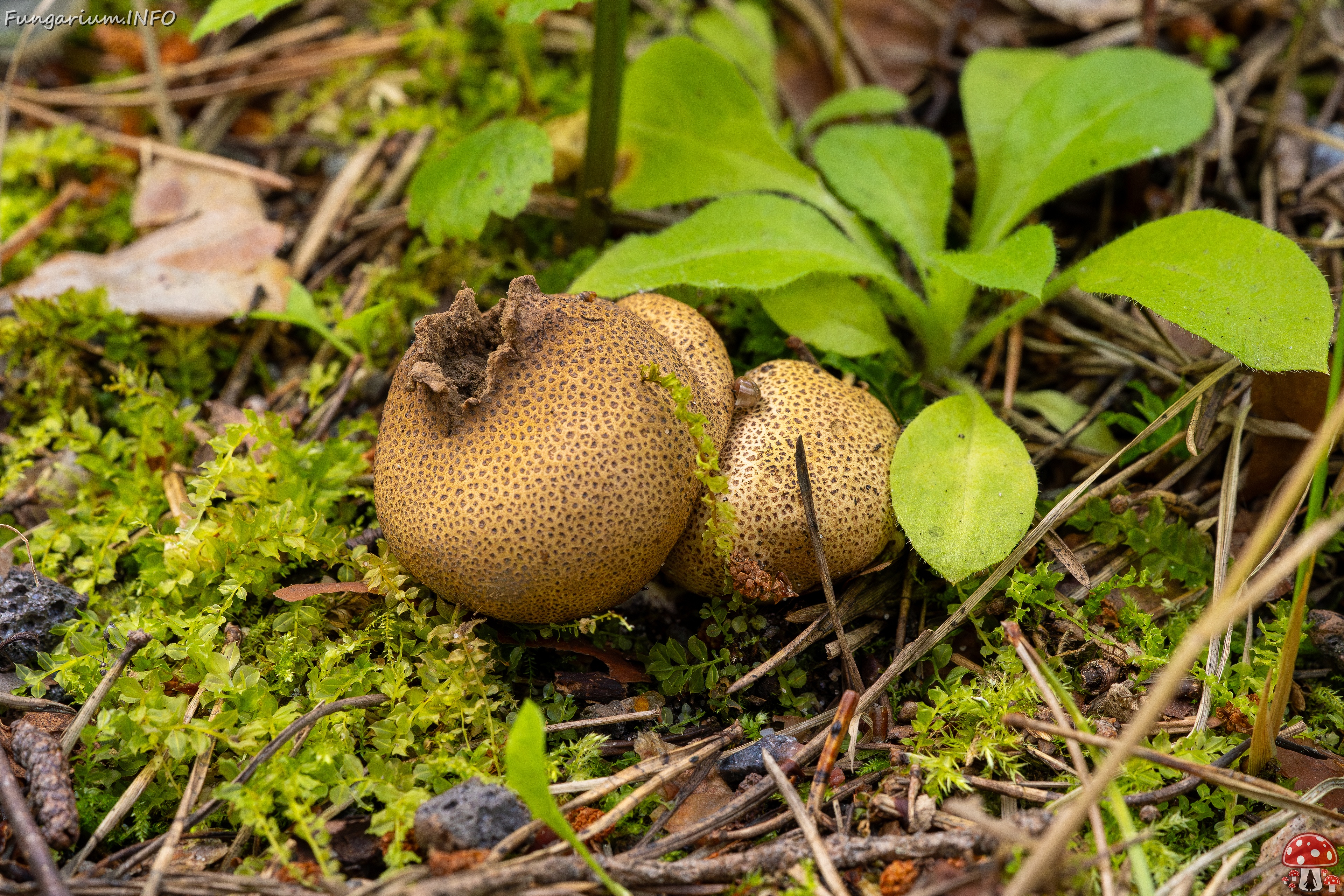Scleroderma areolatum _2025-08-03_1-3 