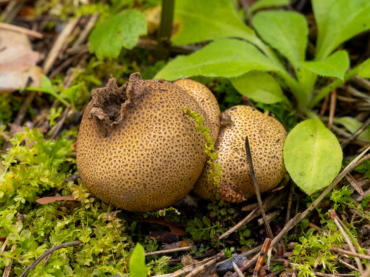 !Scleroderma areolatum _2025-08-03_1-6