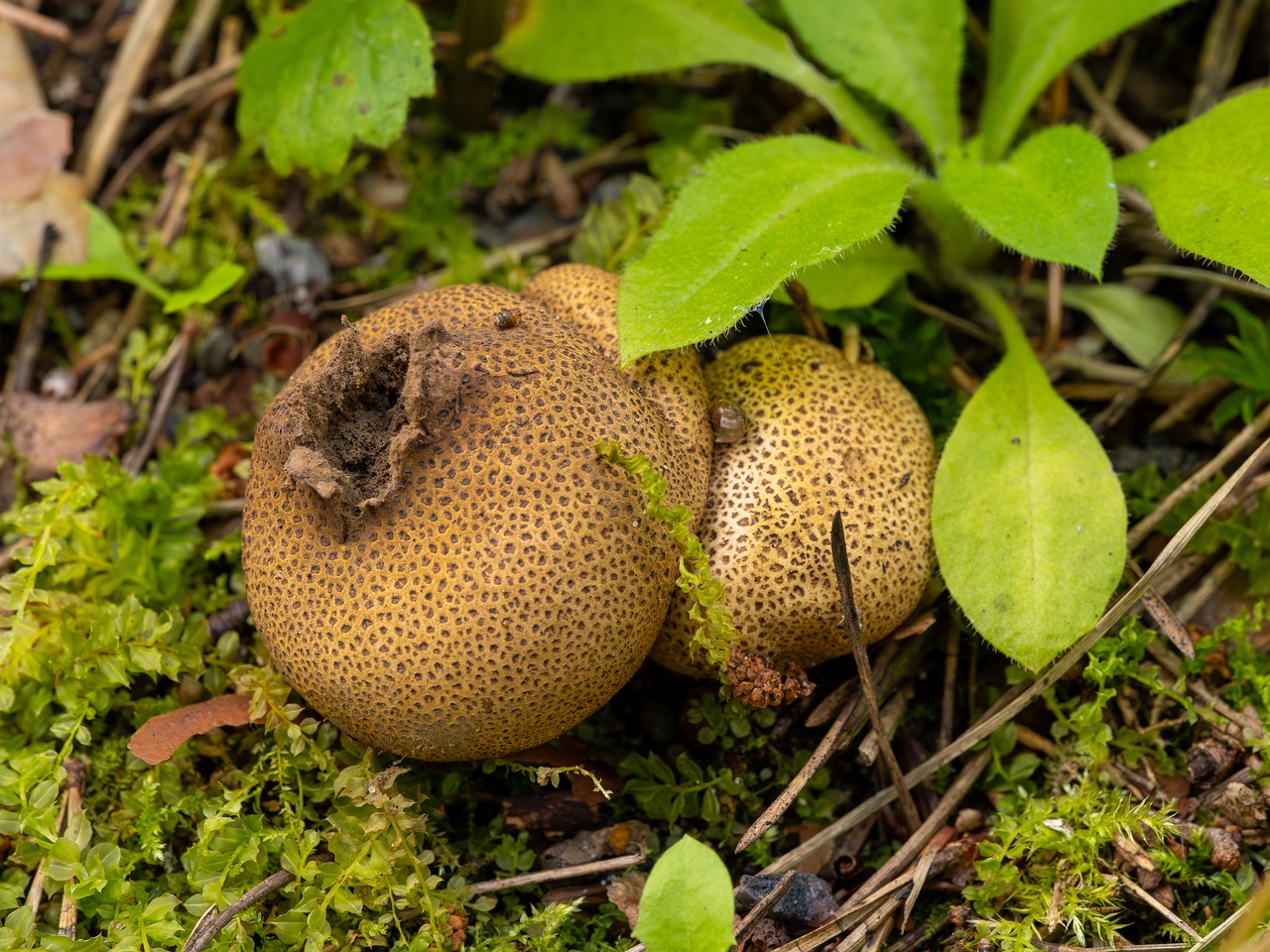 Scleroderma areolatum _2025-08-03_1-1