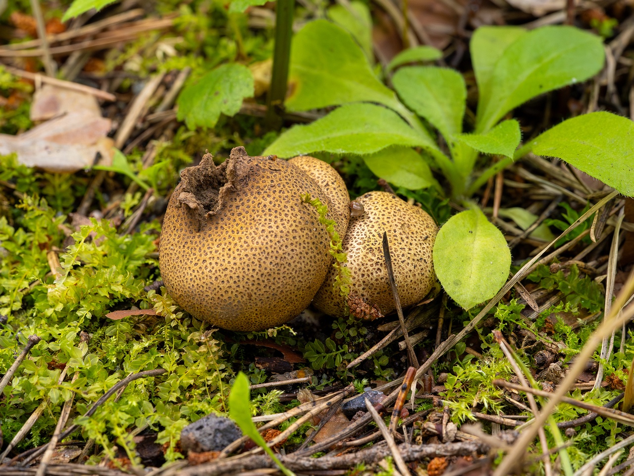 Scleroderma areolatum _2025-08-03_1-3