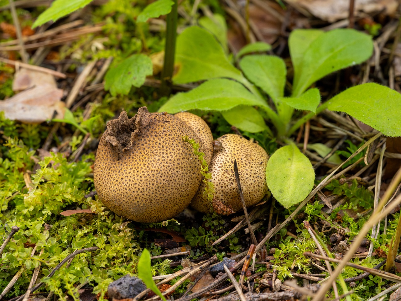 Scleroderma areolatum _2025-08-03_1-4