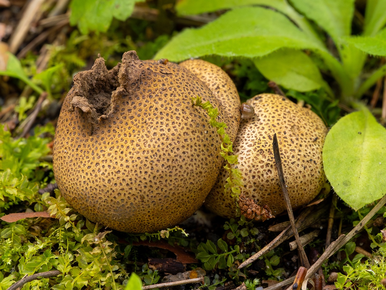 Scleroderma areolatum _2025-08-03_1-7