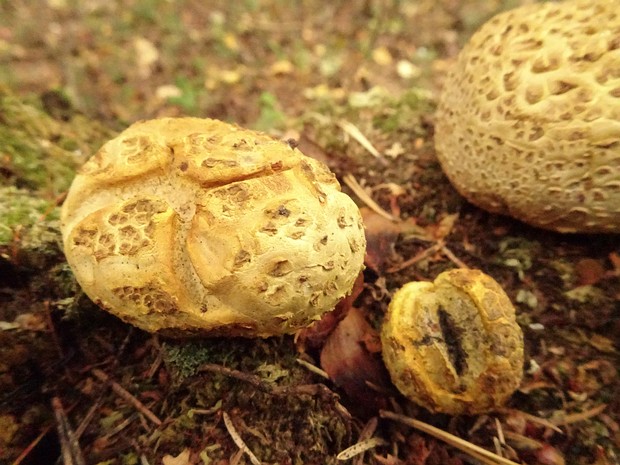 Ложнодождевиковые - Sclerodermataceae