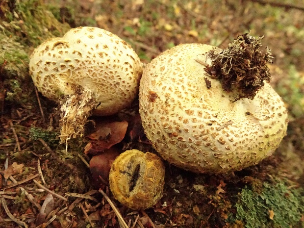 Ложнодождевик обыкновенный - Scleroderma citrinum