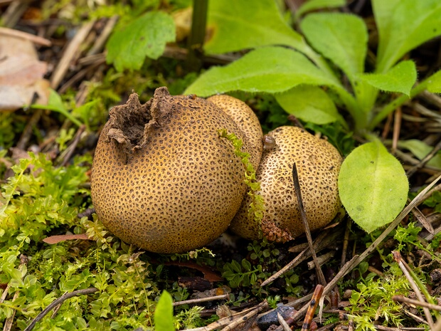 Ложнодождевик пятнистый - Scleroderma areolatum