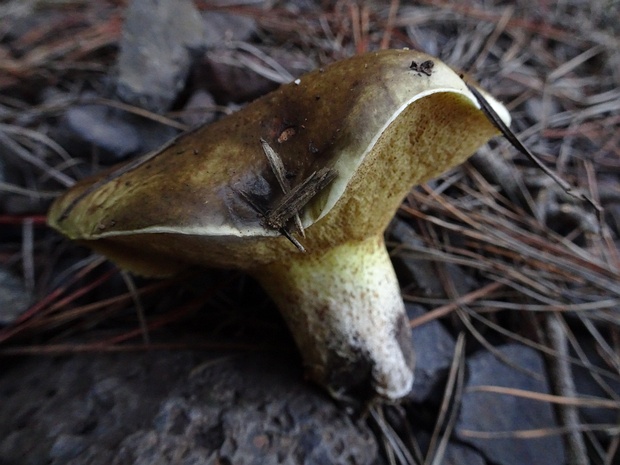 Масленок средиземноморский - Suillus mediterraneensis