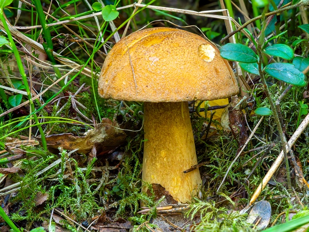 Маслёнок жёлто-бурый - Suillus variegatus