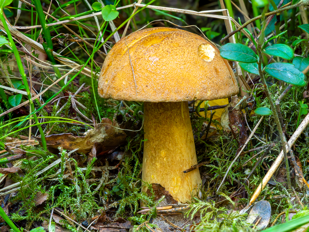 !suillus-variegatus_2023-07-28_1