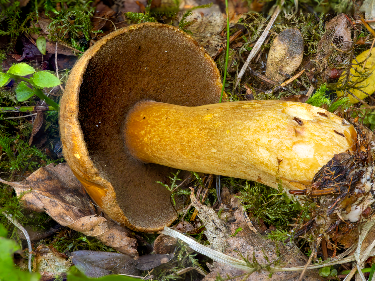 !suillus-variegatus_2023-07-28_2