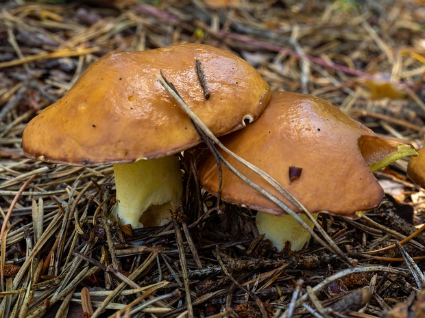 Маслёнок зернистый - Suillus granulatus