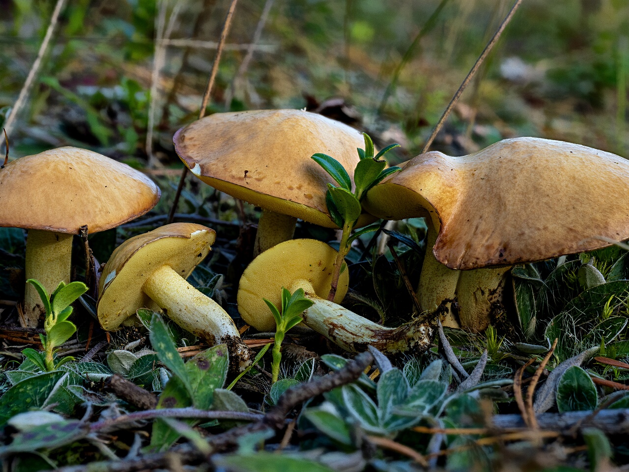 !Suillus granulatus _2026-09-03_2-1