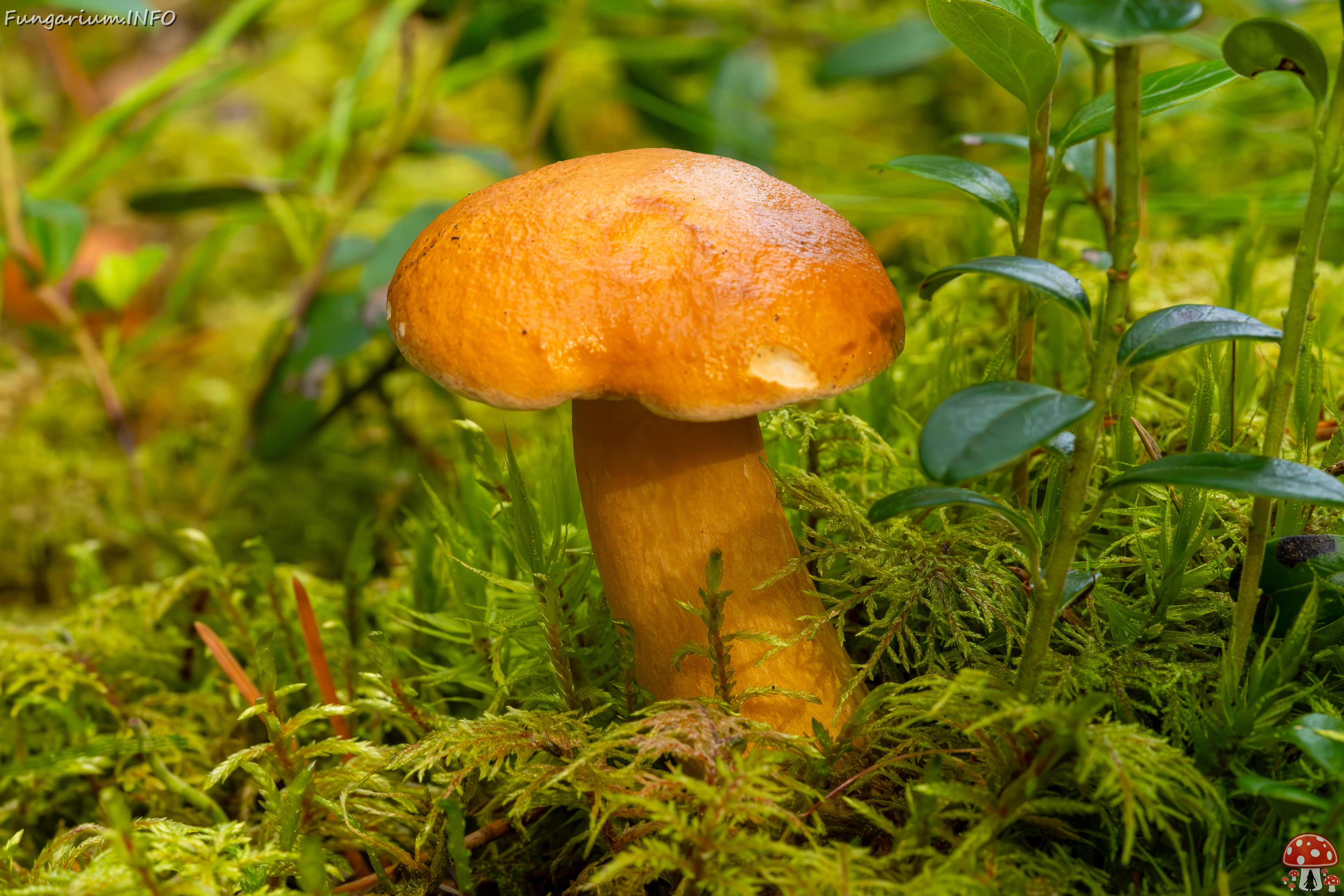 !suillus-bovinus_2023-09-10_3-9 