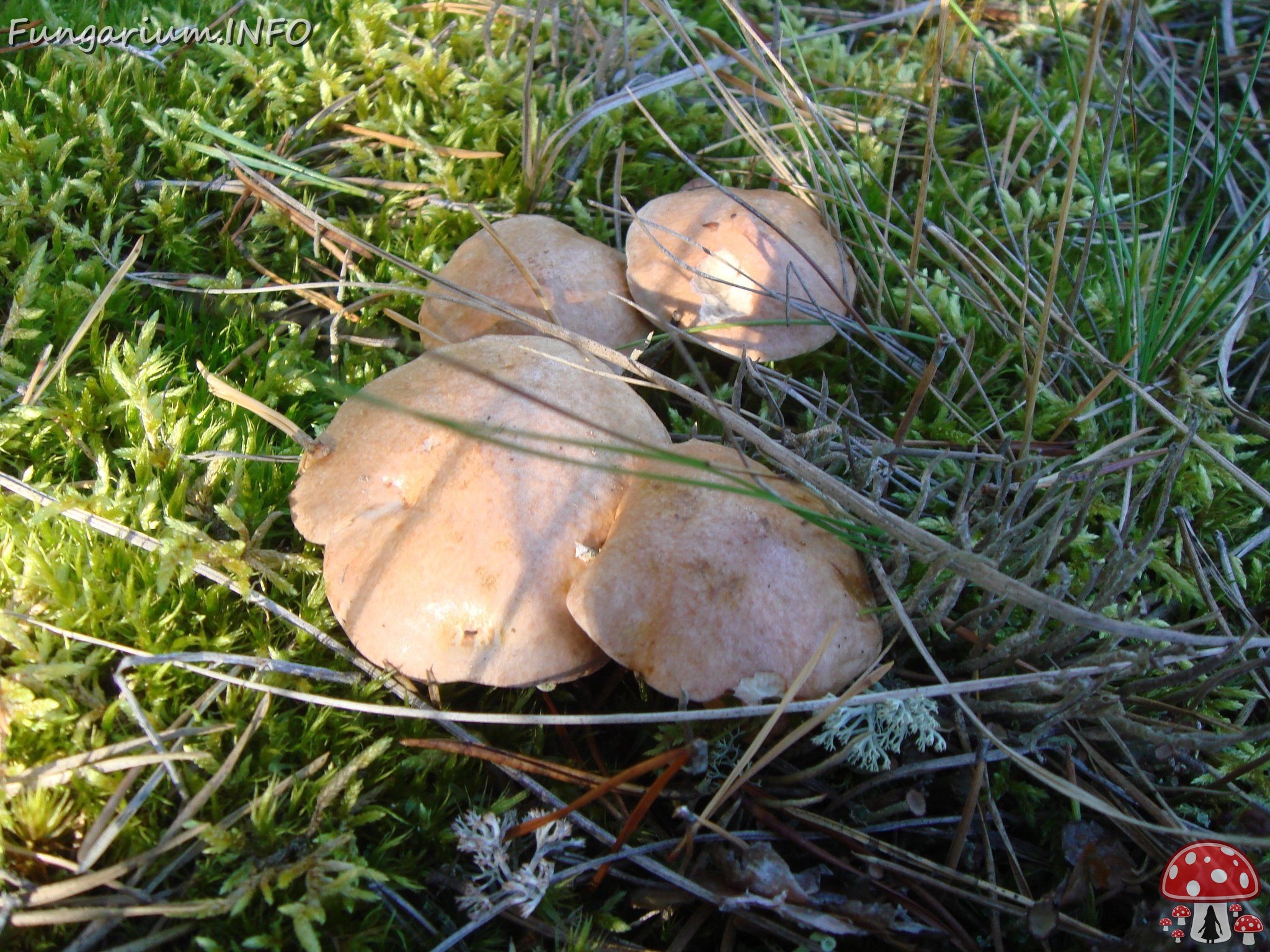 fungi-0003346 