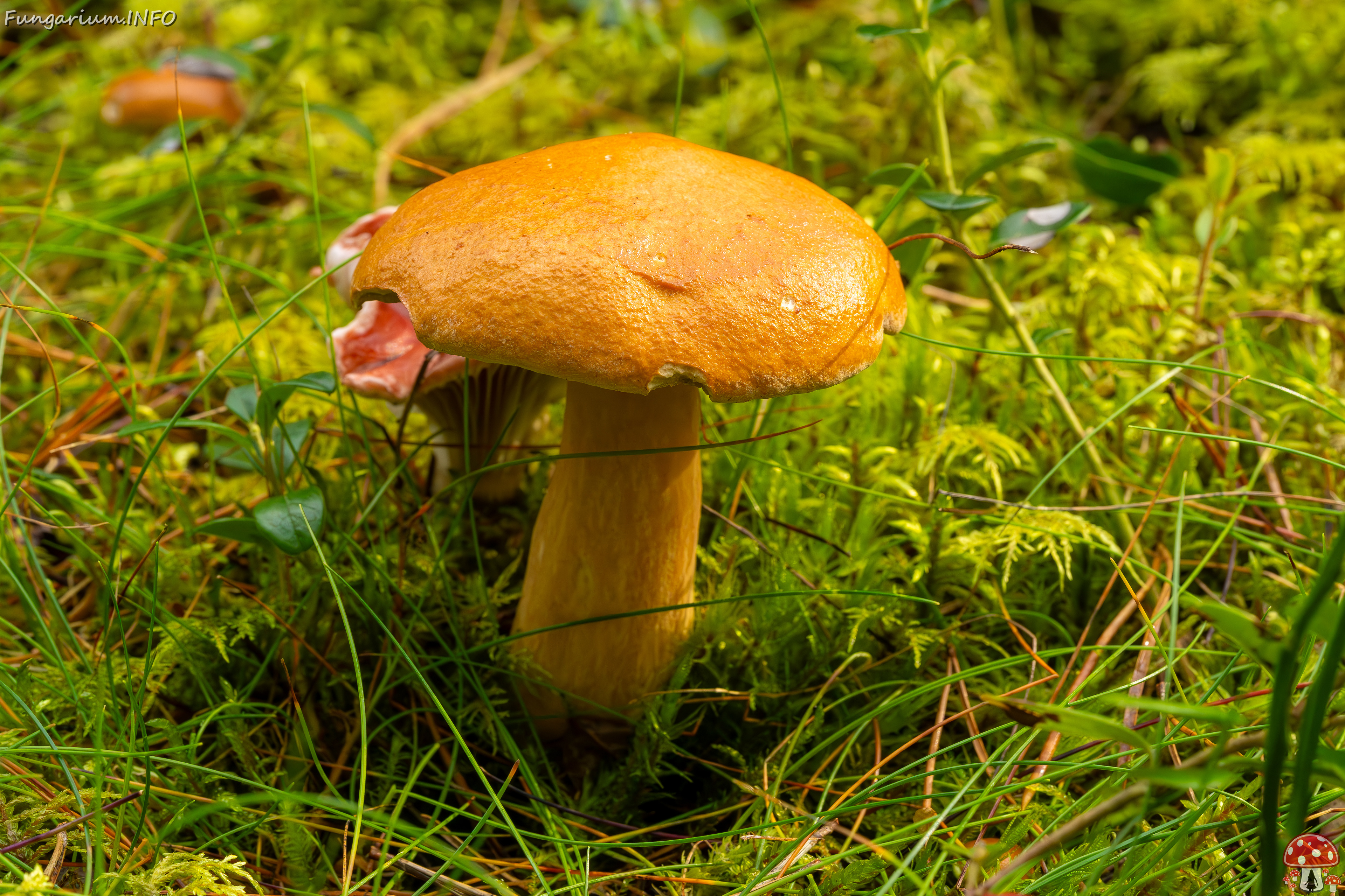 suillus-bovinus_2023-09-10_3-1 