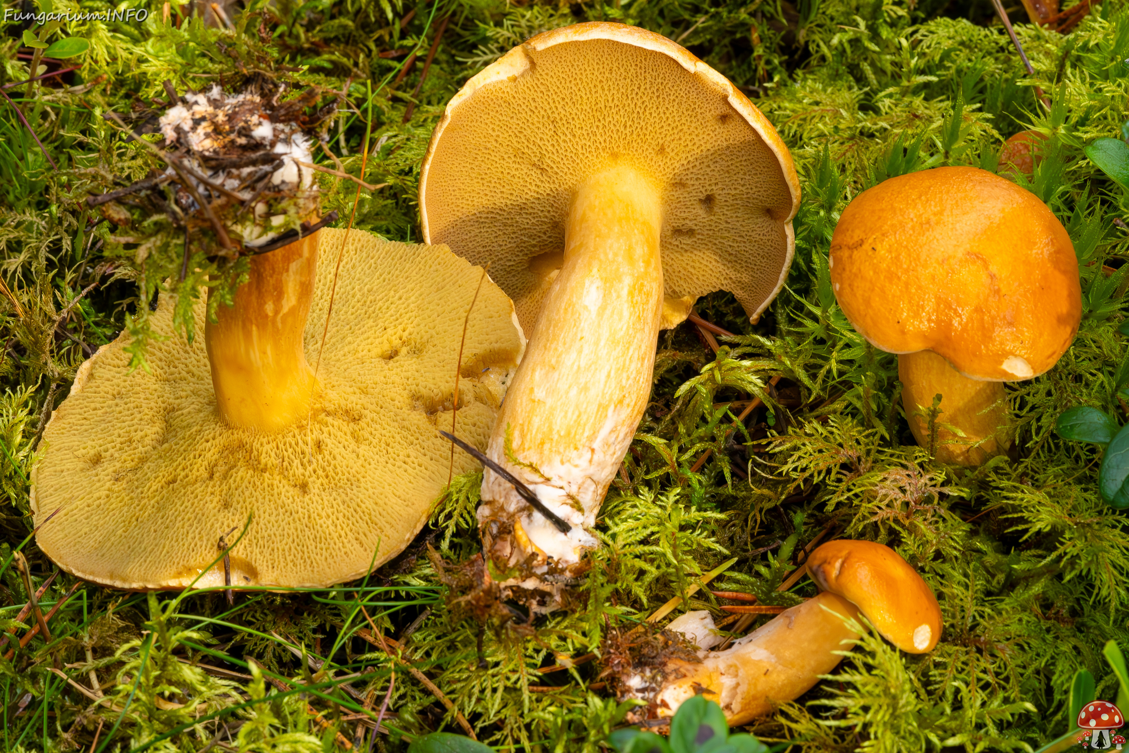 suillus-bovinus_2023-09-10_3-10 