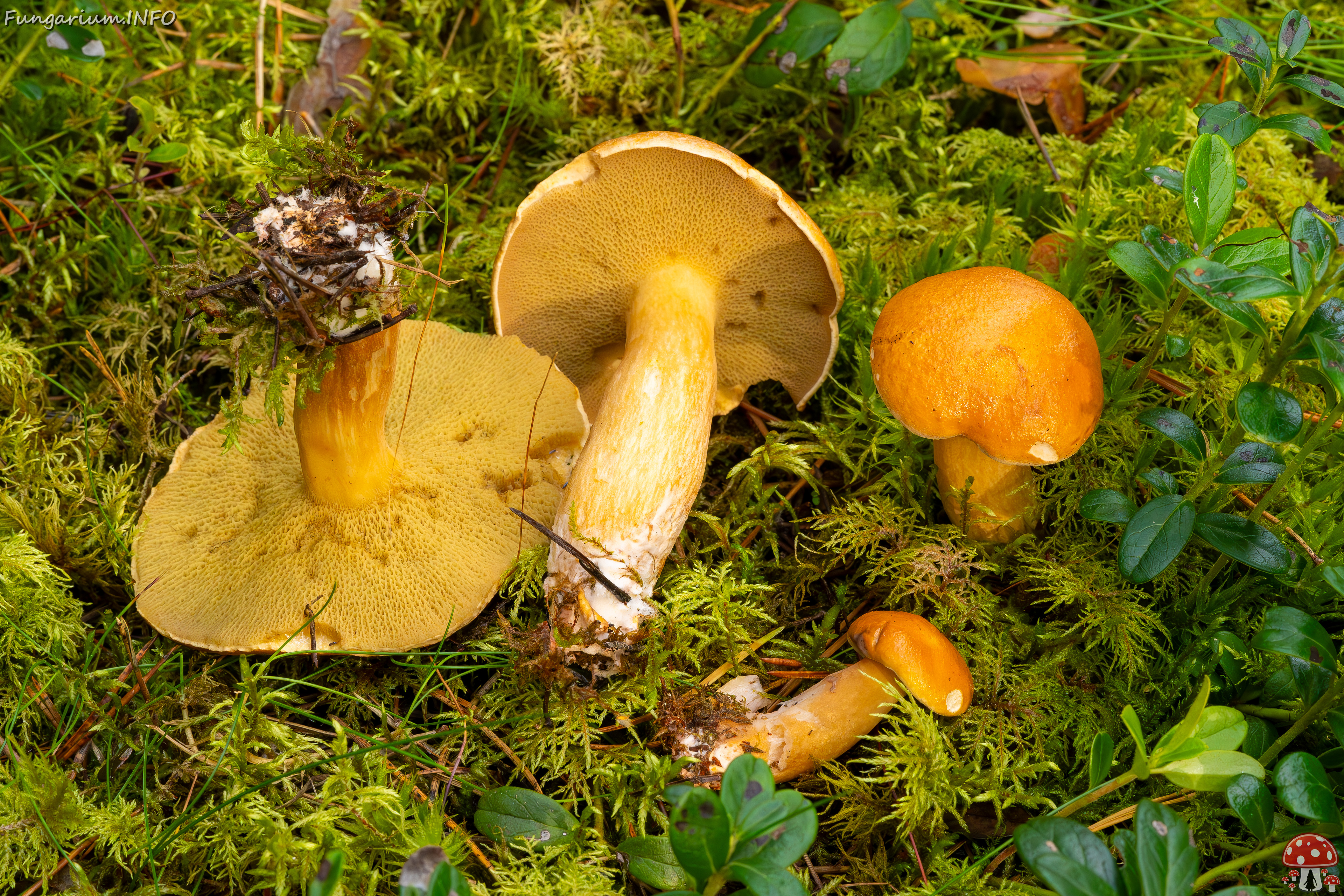 suillus-bovinus_2023-09-10_3-11 