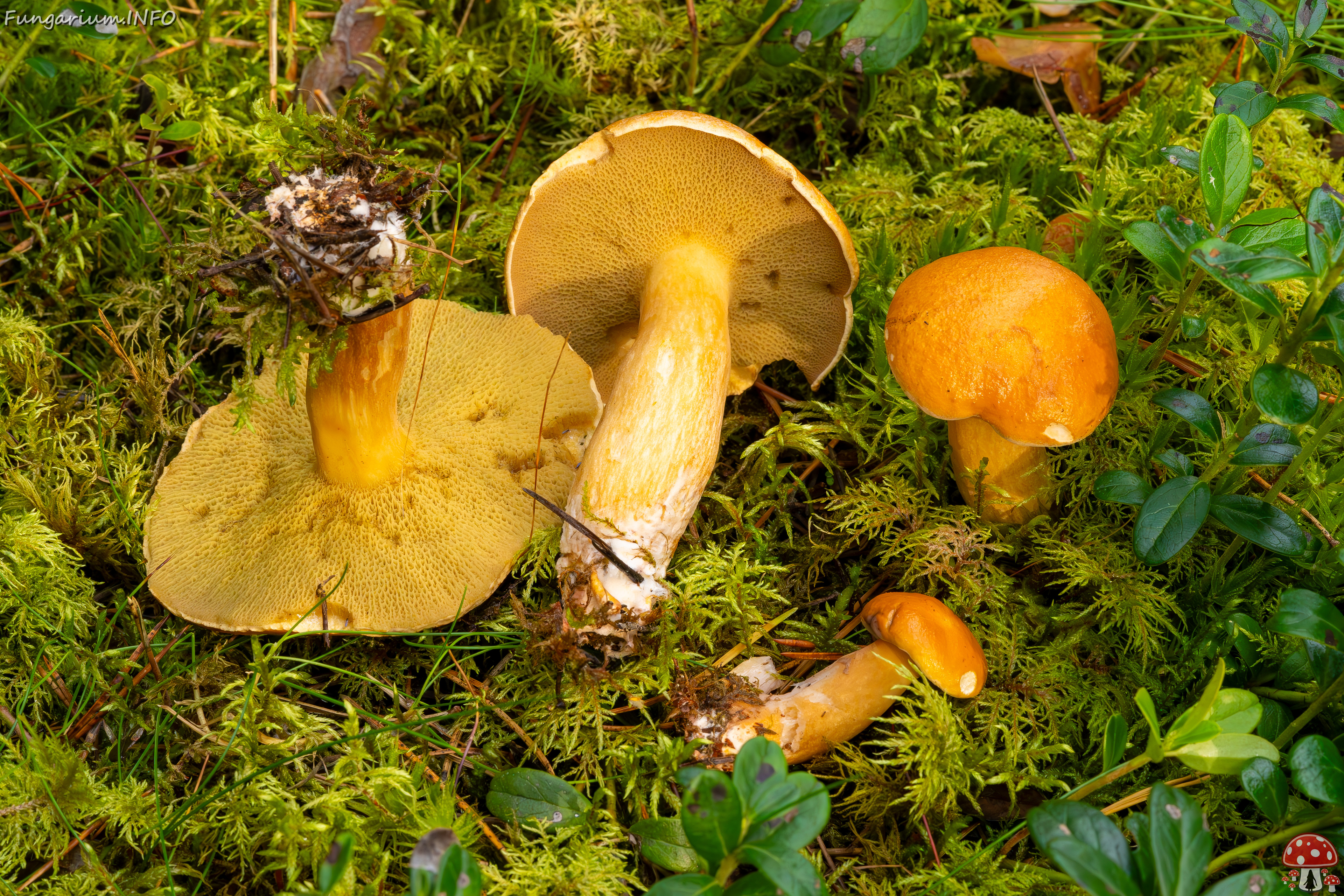 suillus-bovinus_2023-09-10_3-12 