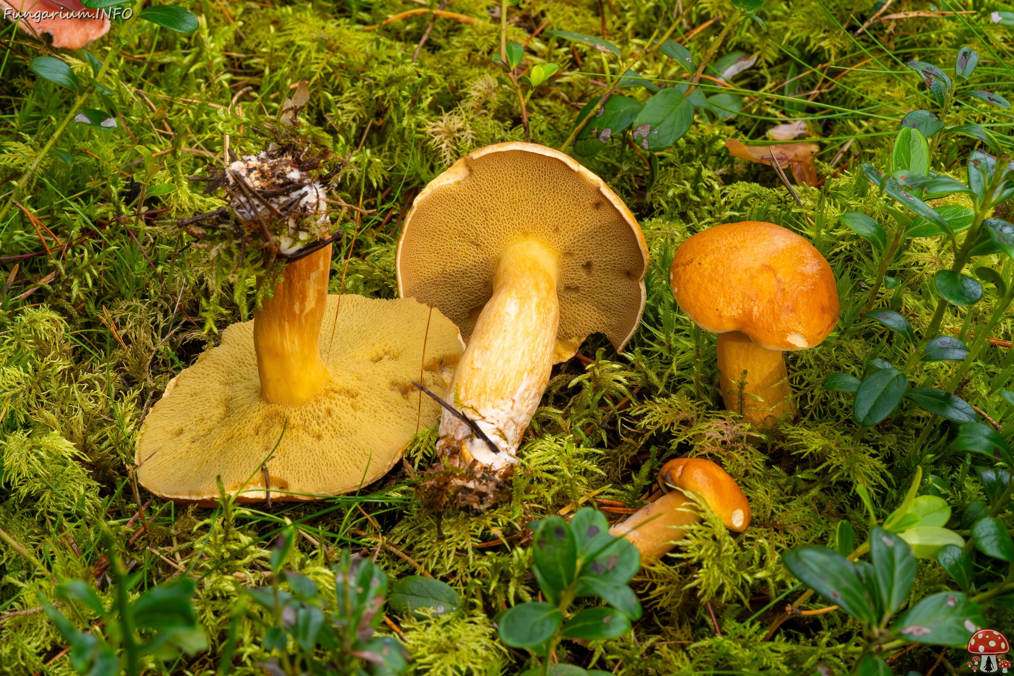 suillus-bovinus_2023-09-10_3-16 