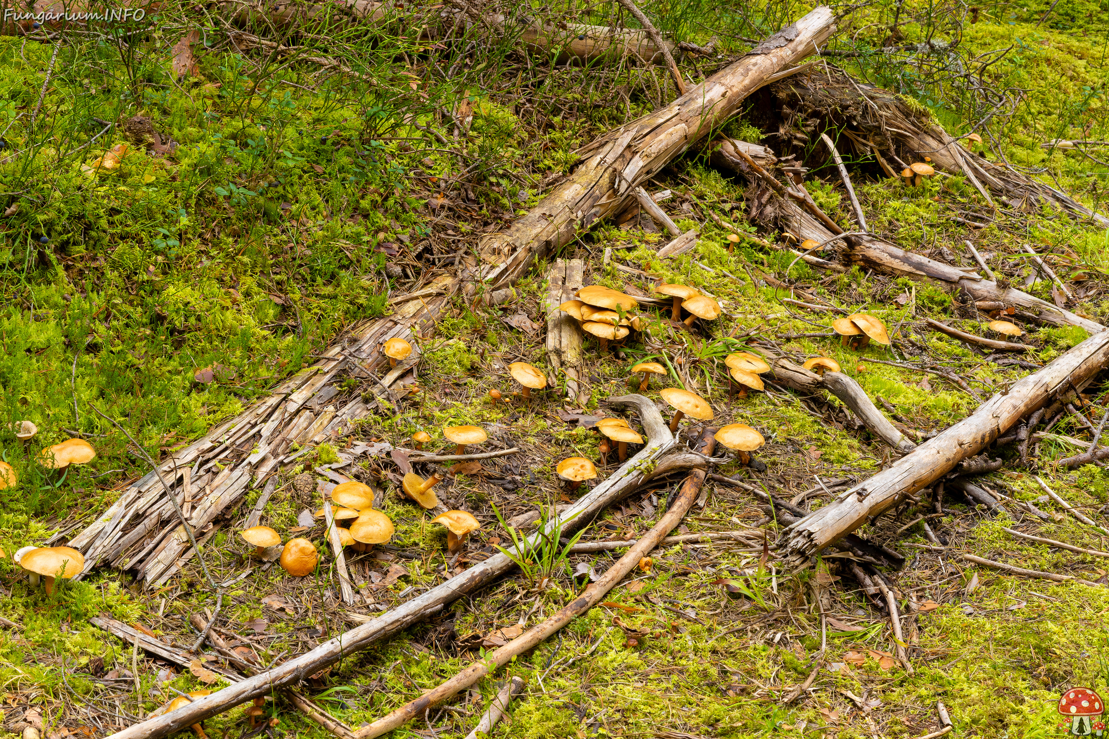 suillus-bovinus_2023-09-10_3-18 