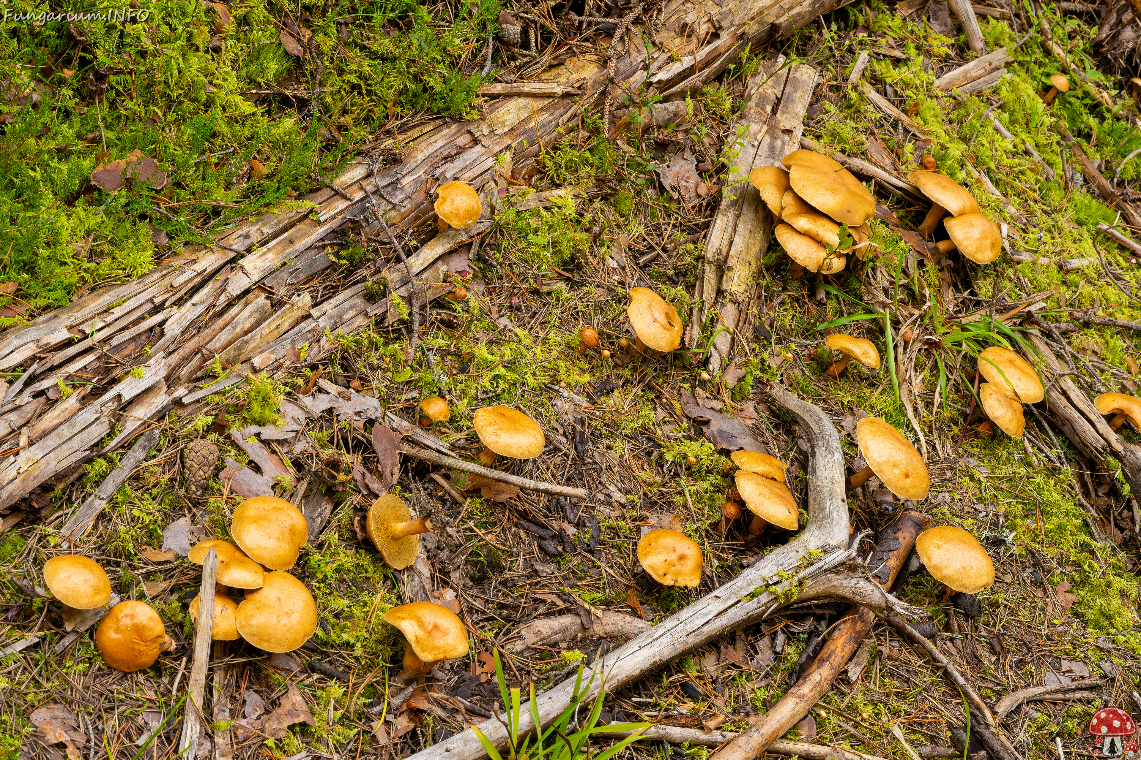 suillus-bovinus_2023-09-10_3-19 