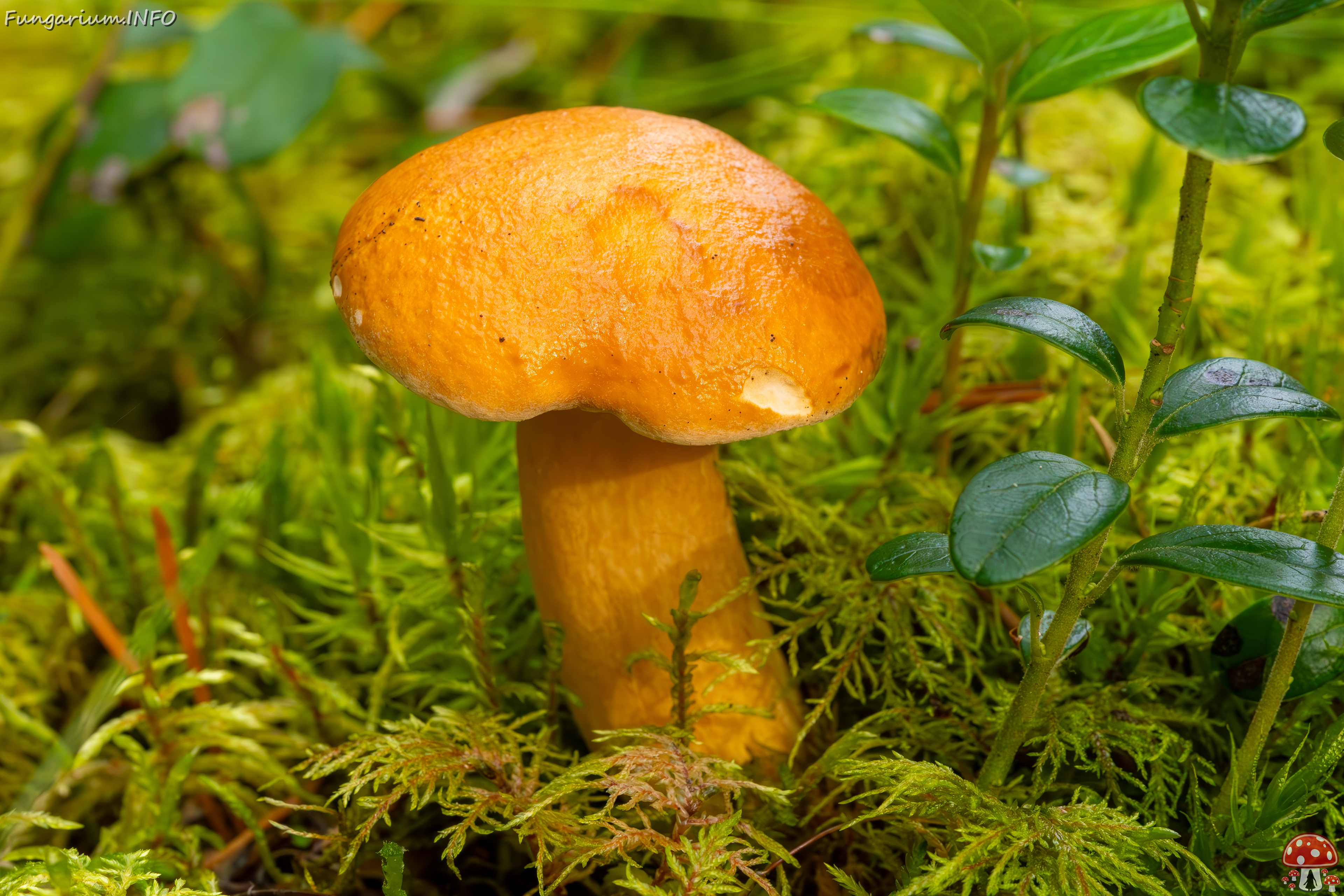 suillus-bovinus_2023-09-10_3-2 