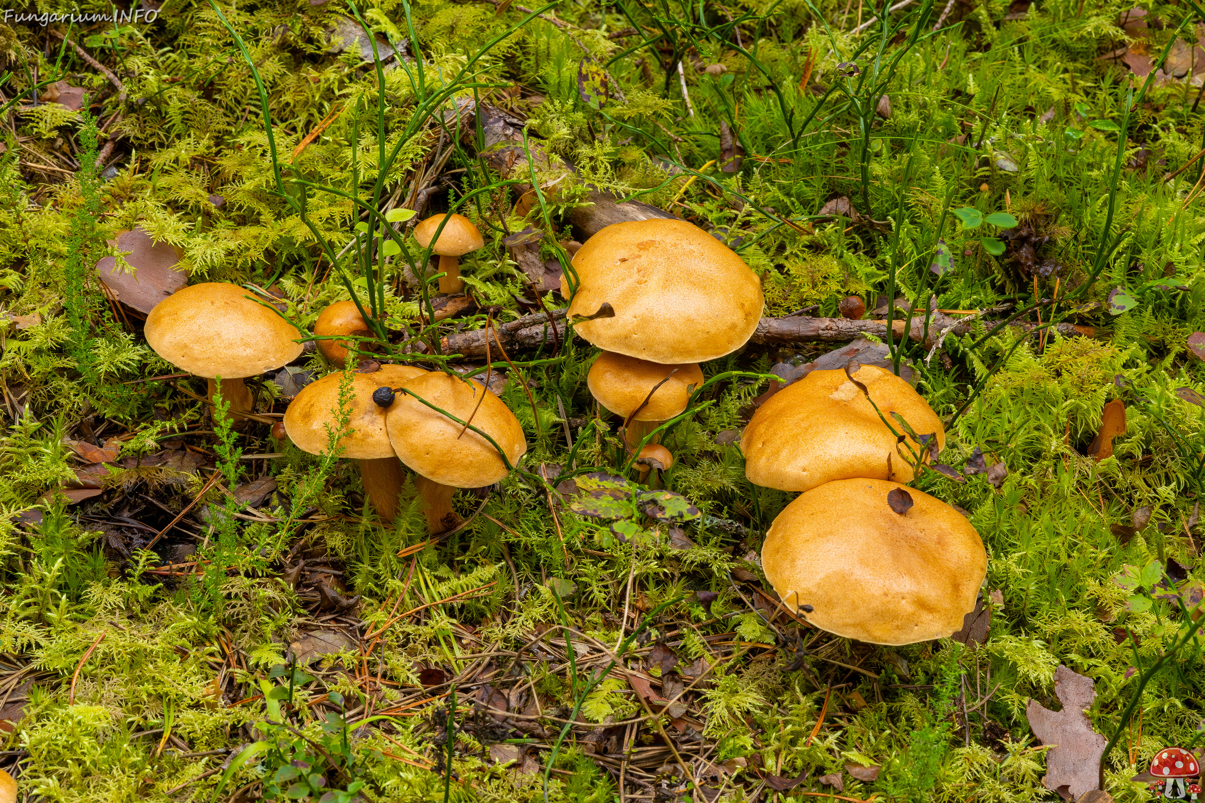 suillus-bovinus_2023-09-10_3-20 