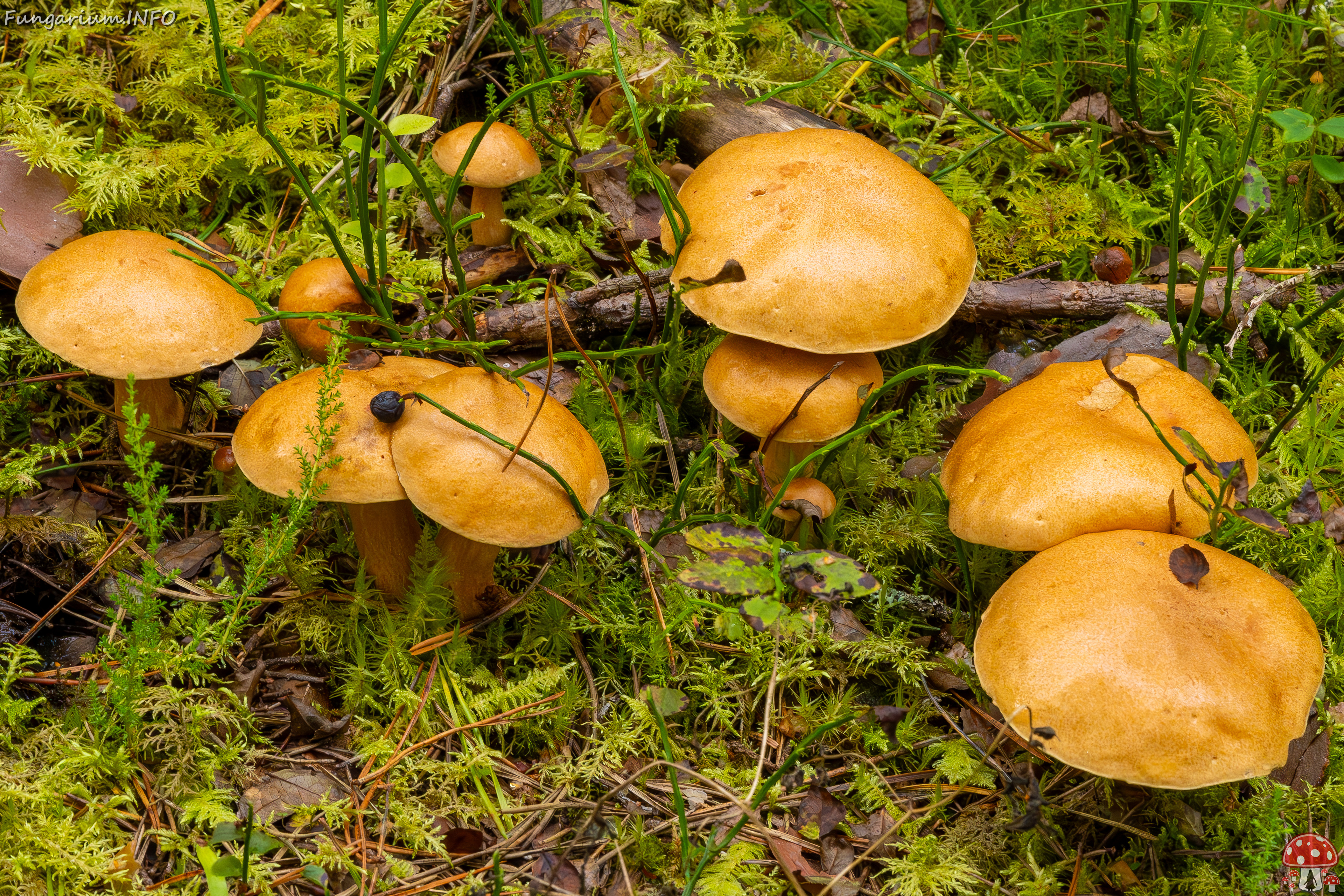 suillus-bovinus_2023-09-10_3-21 