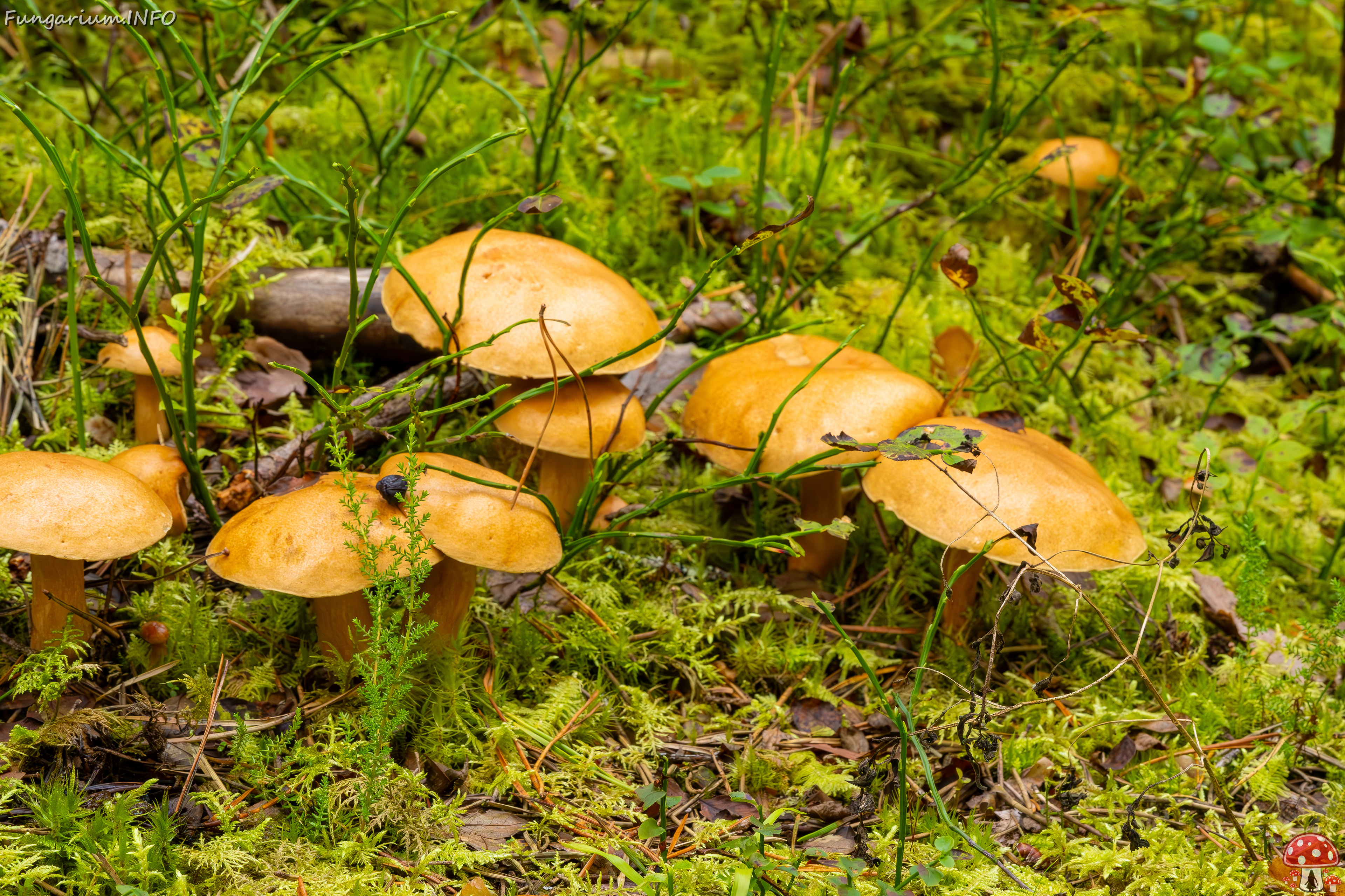 suillus-bovinus_2023-09-10_3-22 