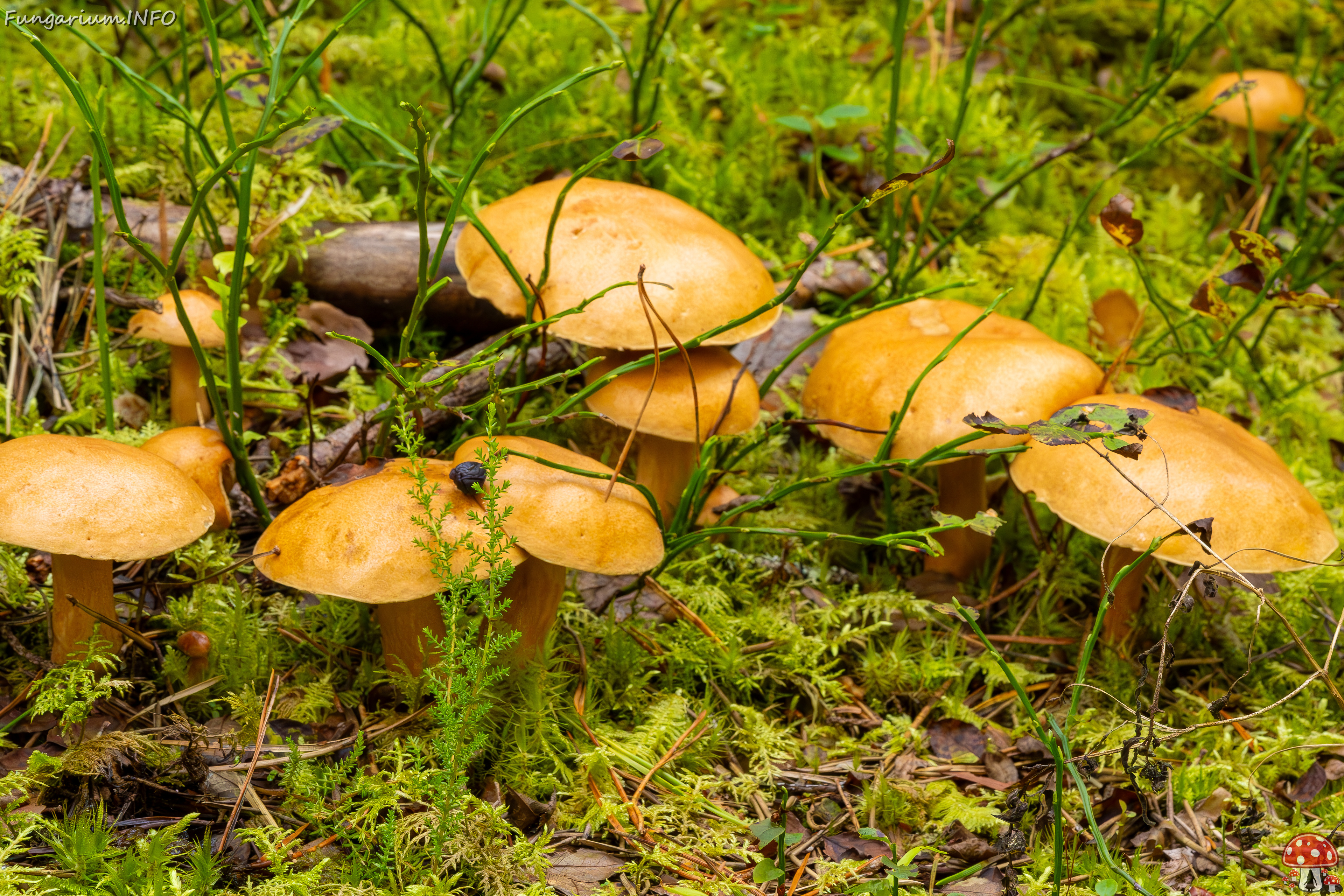 suillus-bovinus_2023-09-10_3-23 