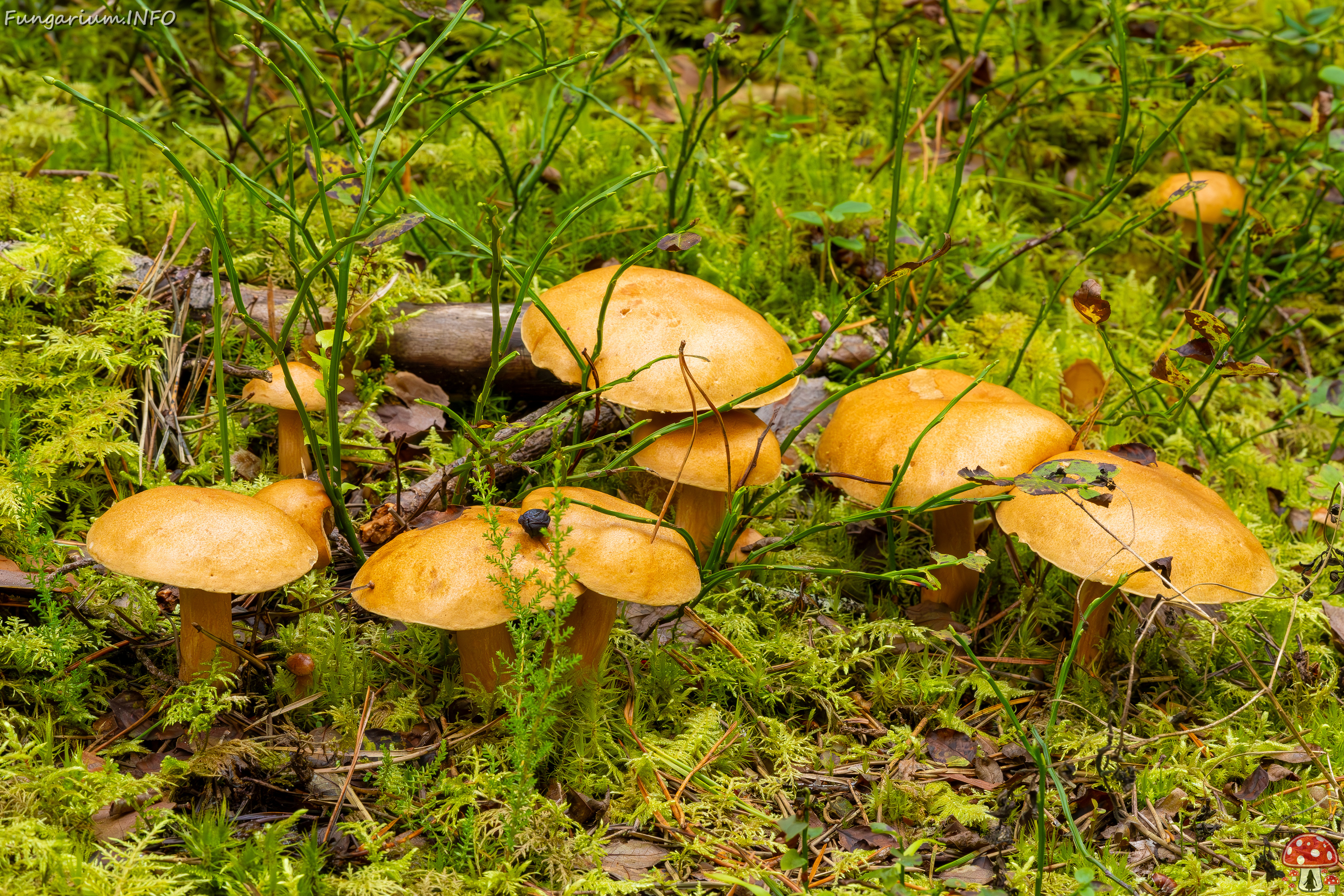 suillus-bovinus_2023-09-10_3-24 