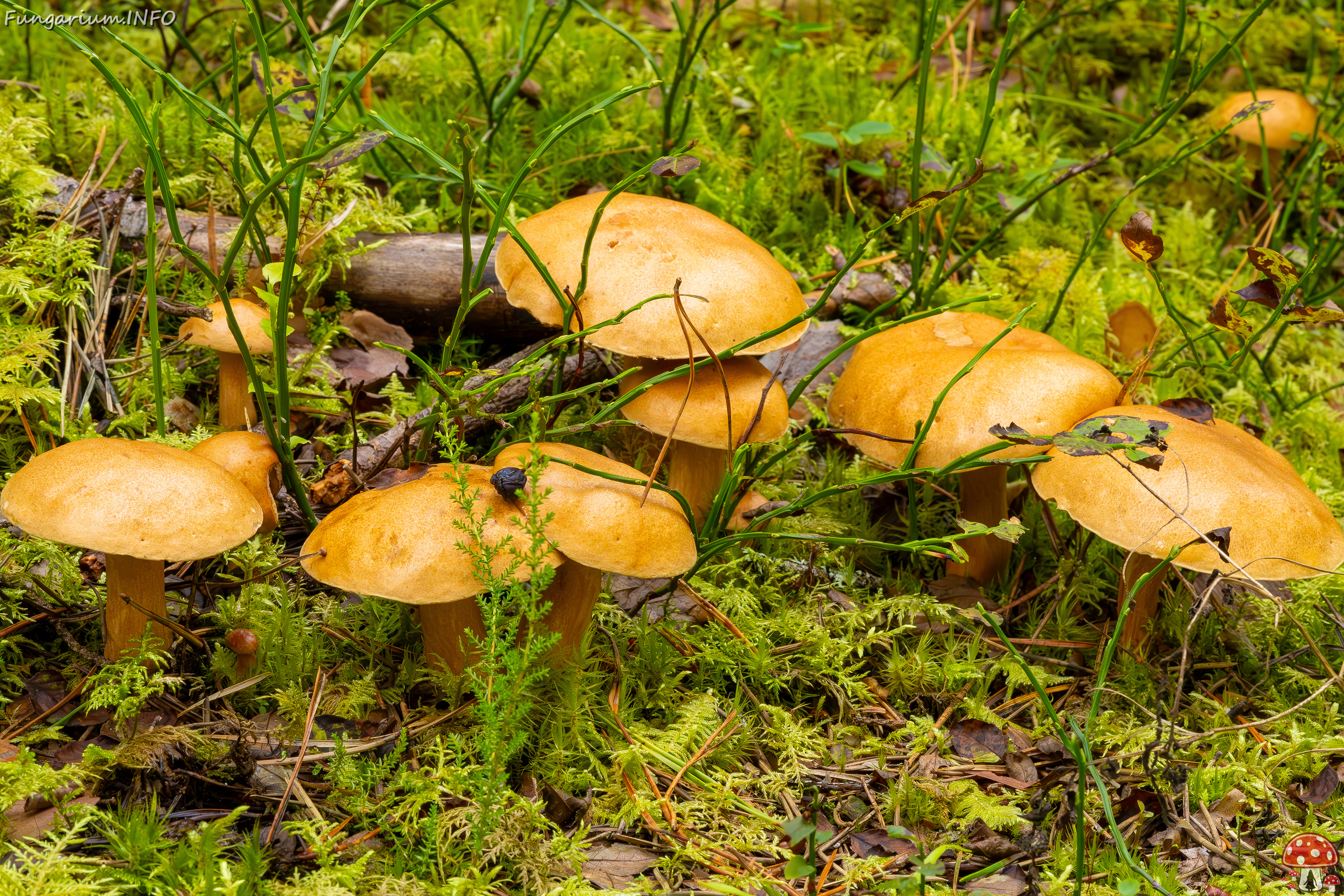 suillus-bovinus_2023-09-10_3-25 