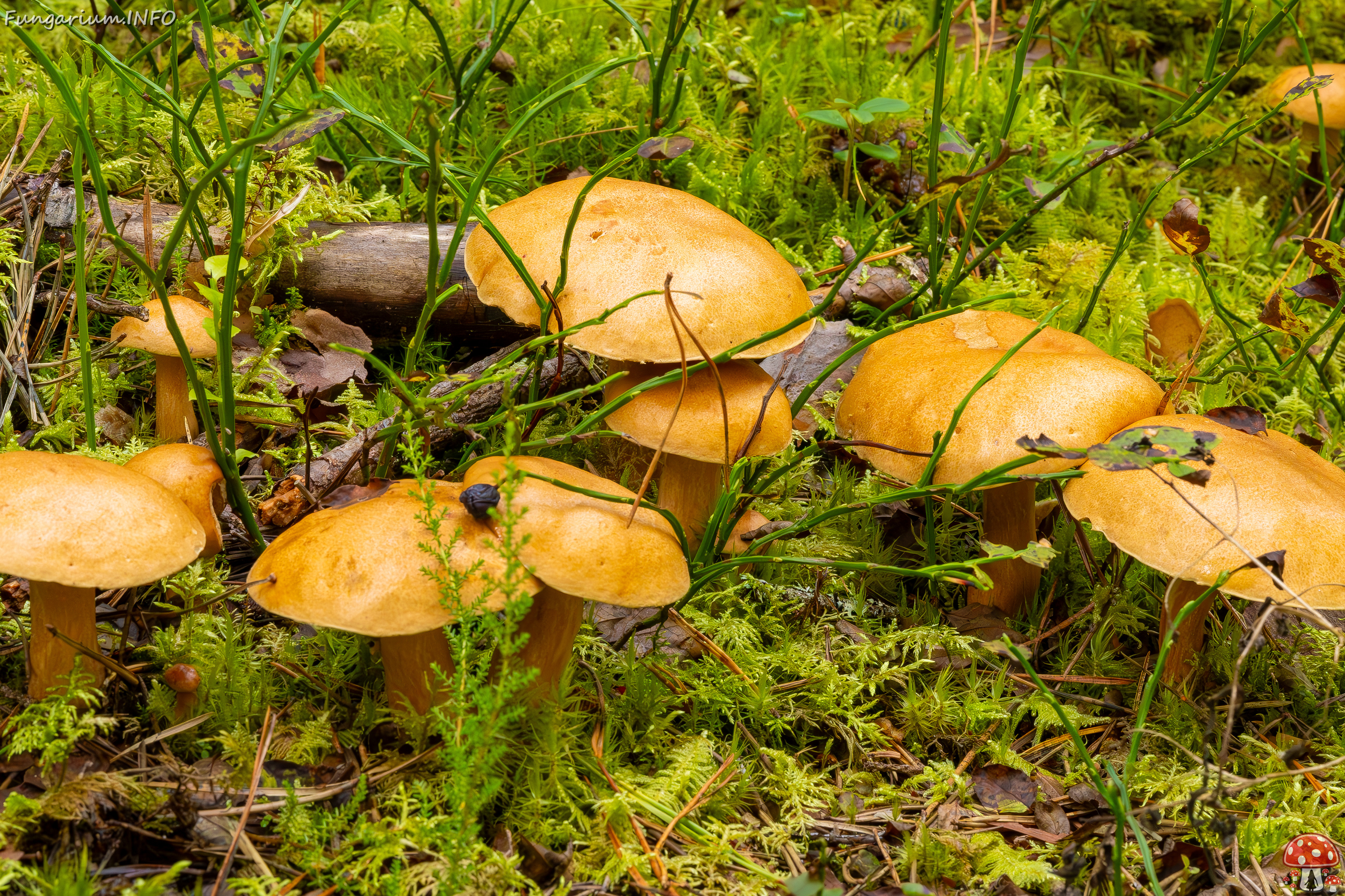 suillus-bovinus_2023-09-10_3-26 