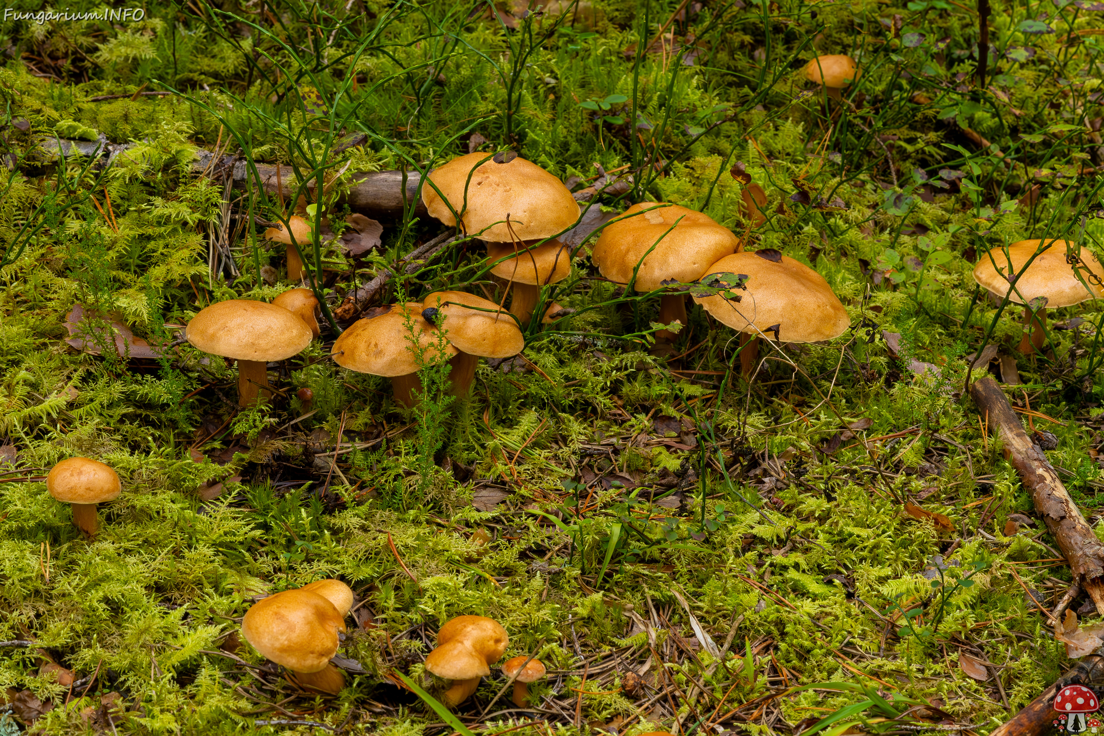 suillus-bovinus_2023-09-10_3-27 