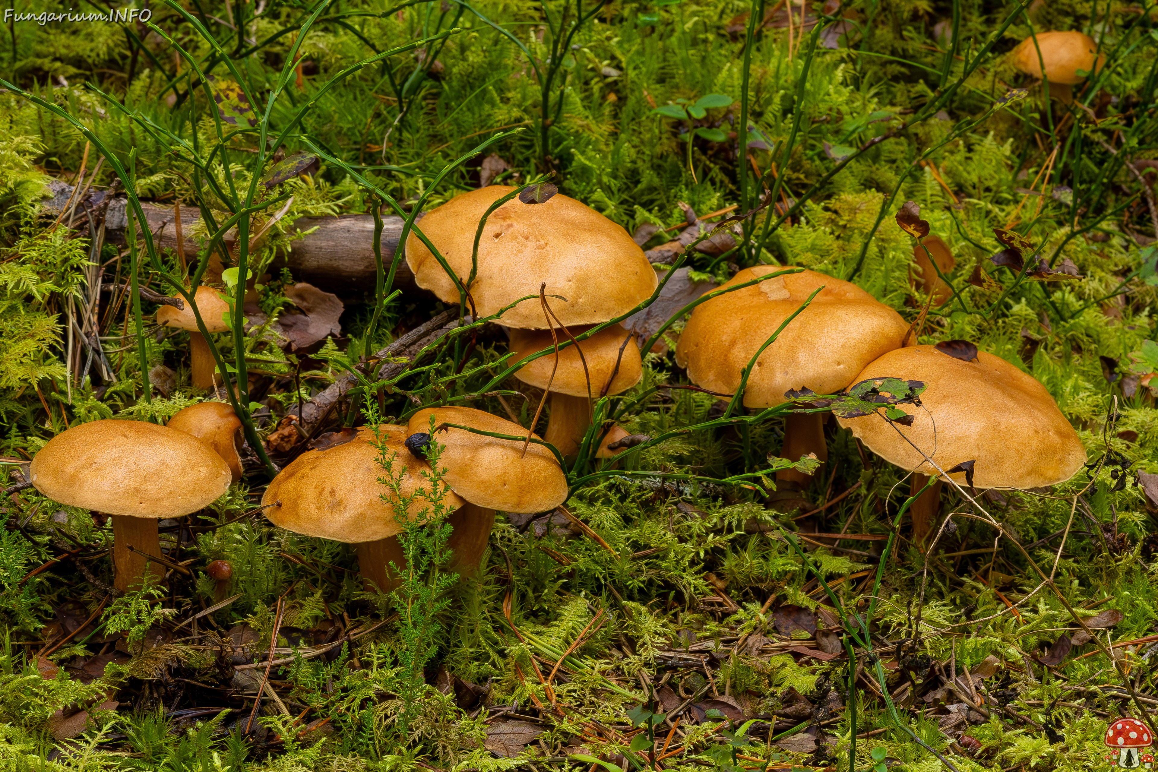 suillus-bovinus_2023-09-10_3-28 