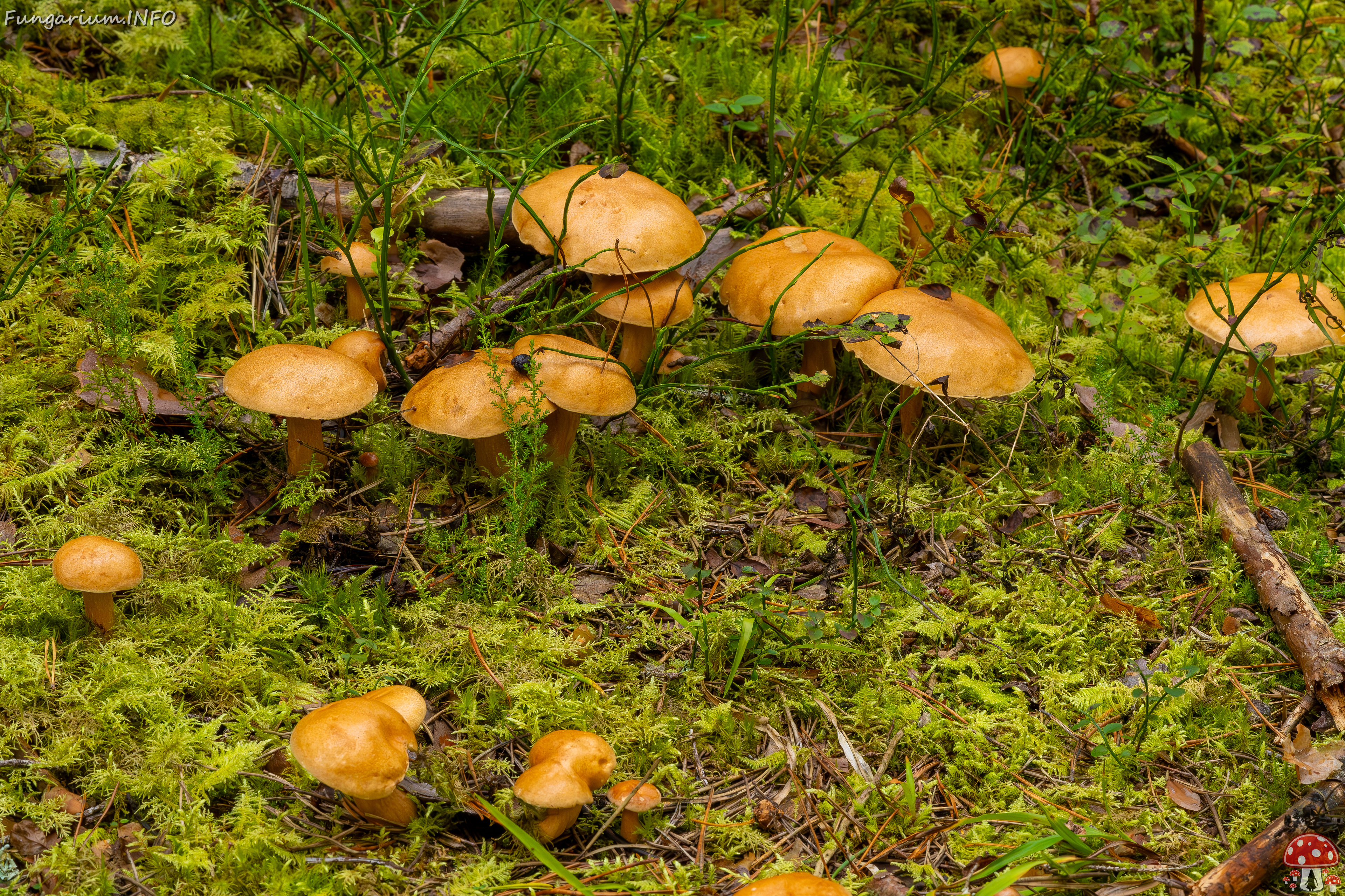 suillus-bovinus_2023-09-10_3-29 