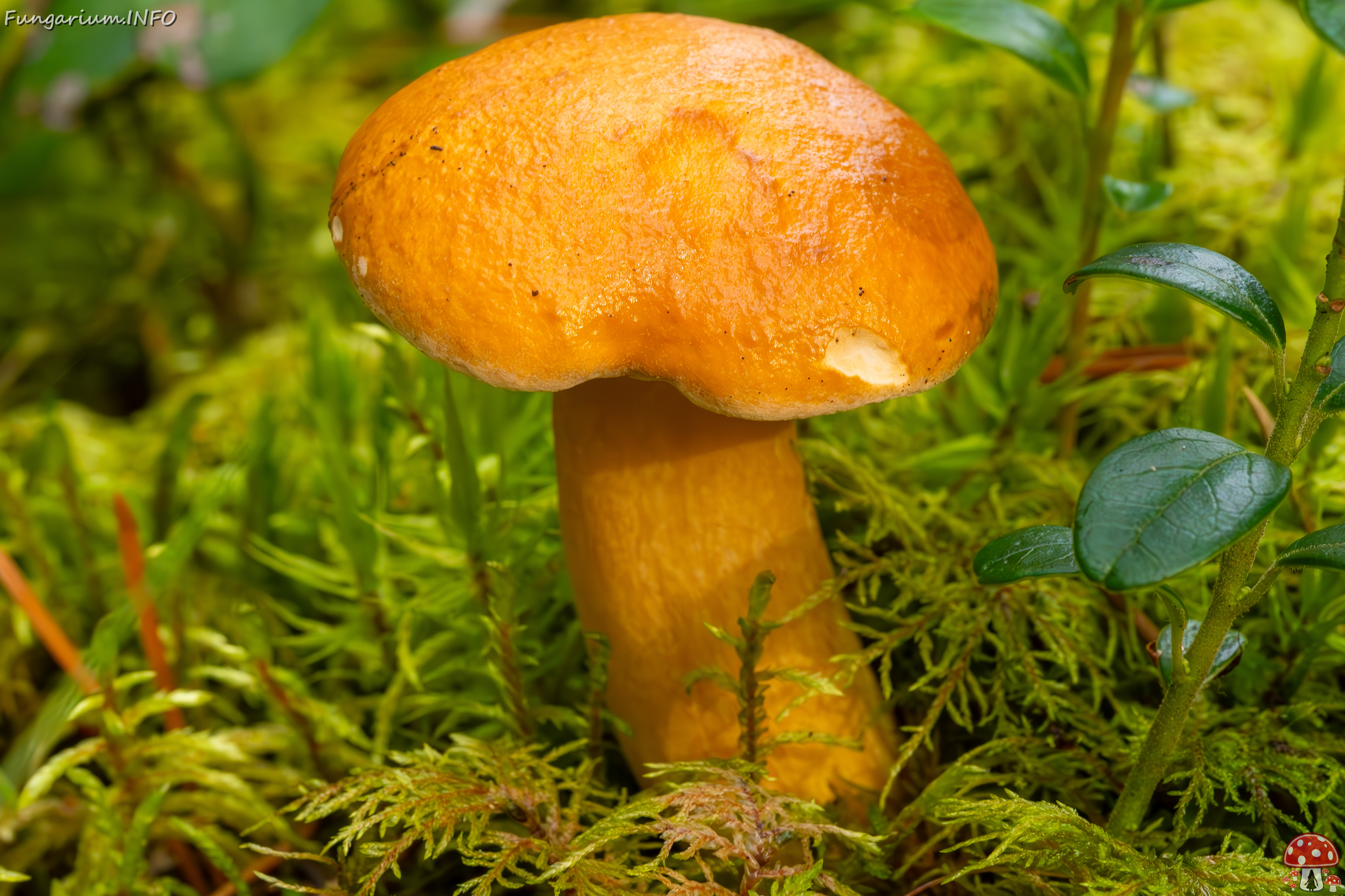 suillus-bovinus_2023-09-10_3-3 