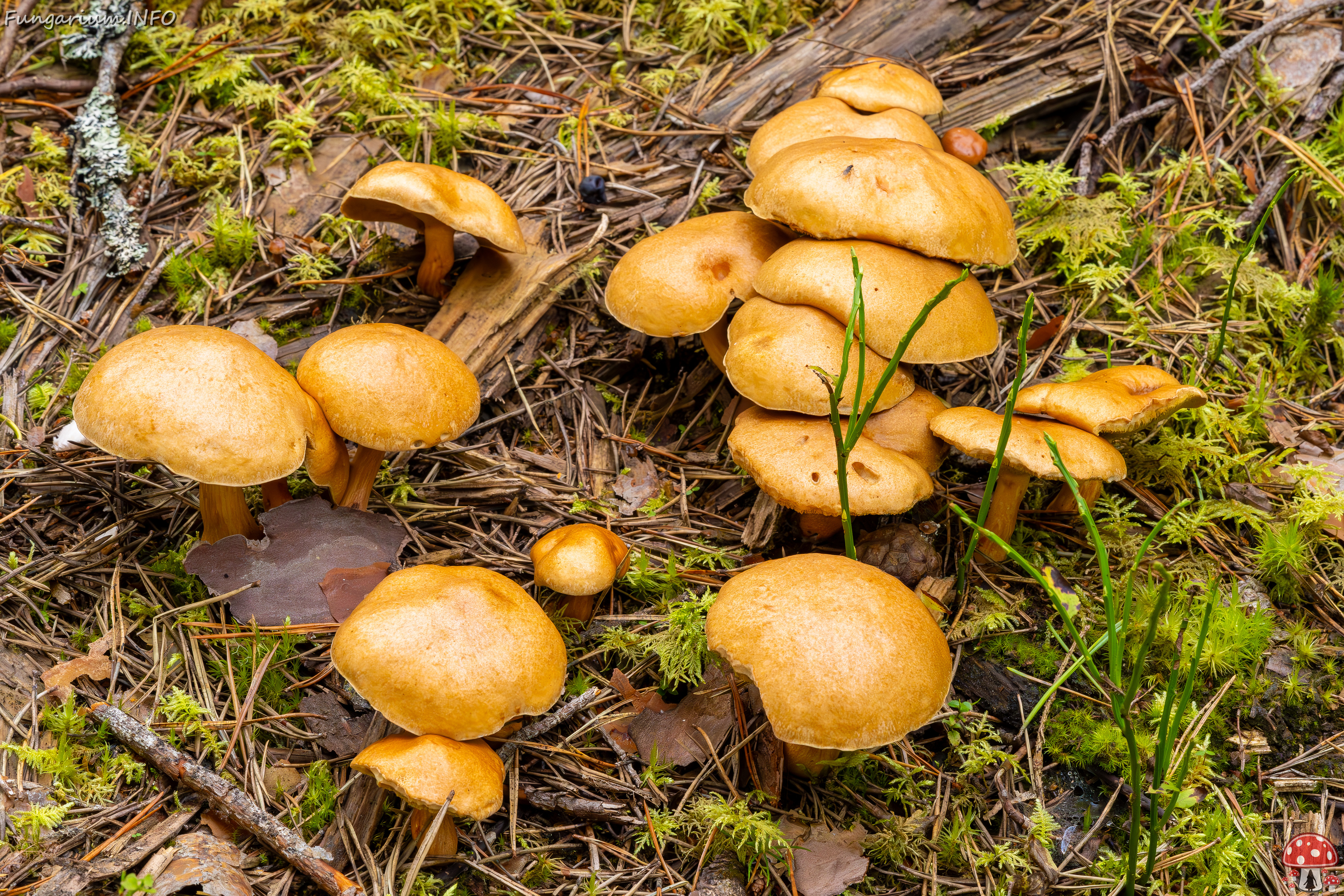 suillus-bovinus_2023-09-10_3-30 