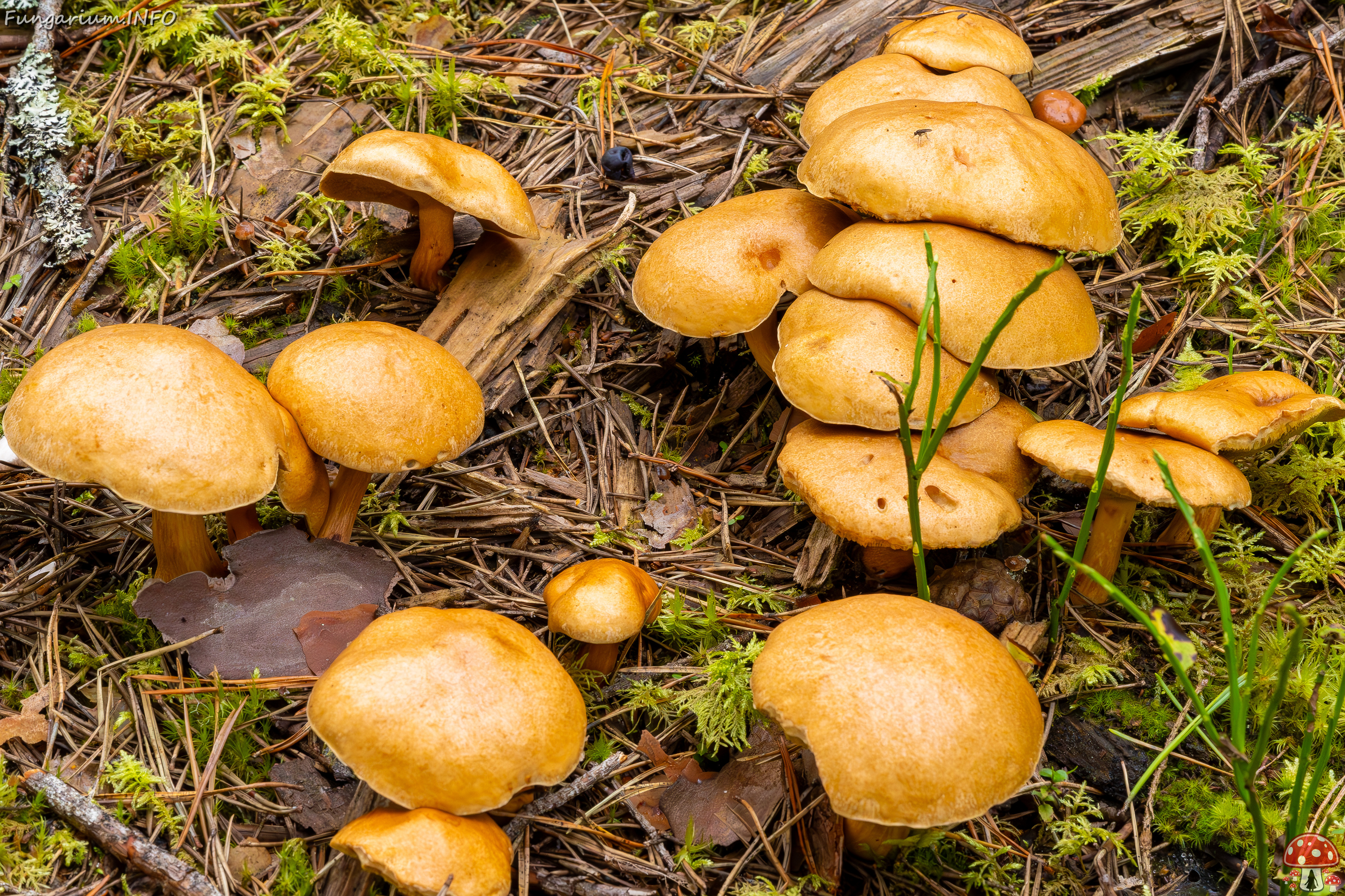 suillus-bovinus_2023-09-10_3-31 