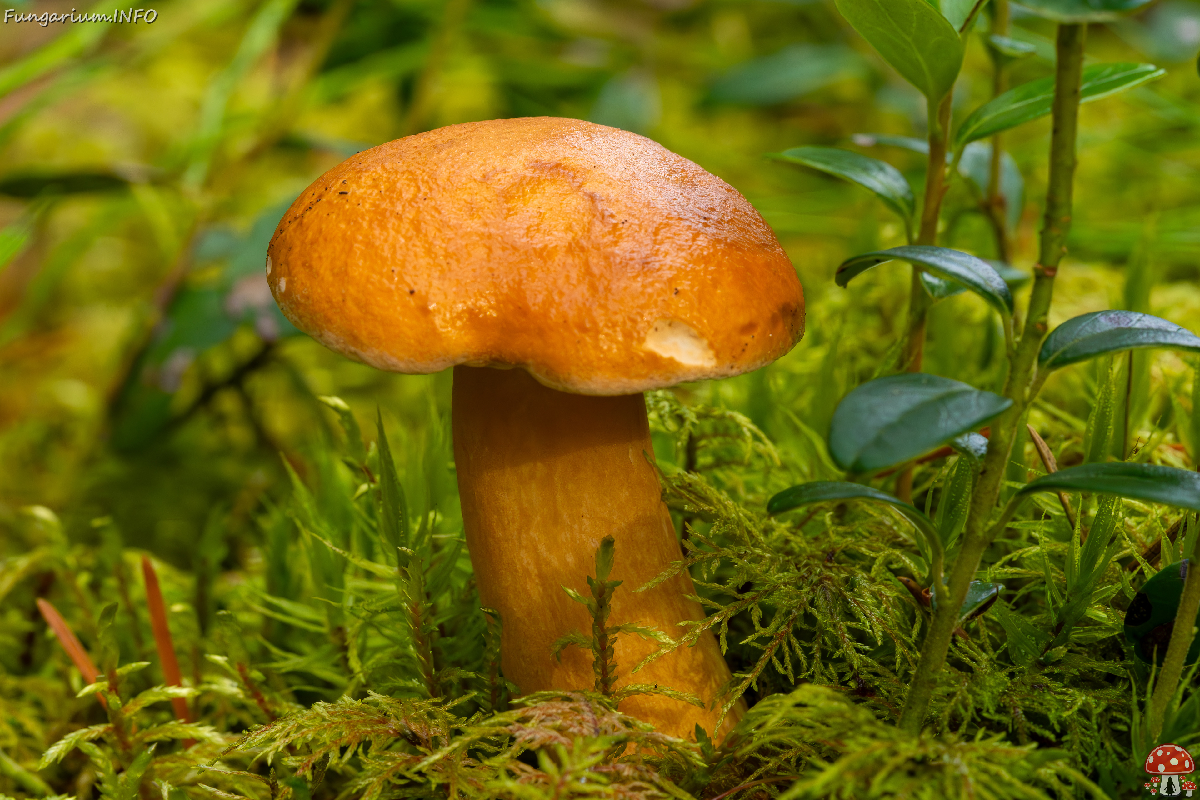 suillus-bovinus_2023-09-10_3-4 